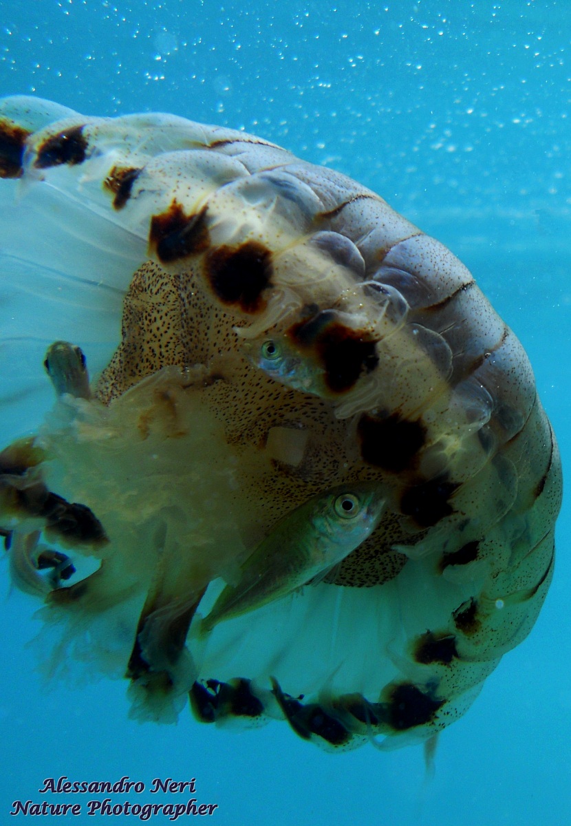Chrysaora hysoscella e alcuni pesci giovanili