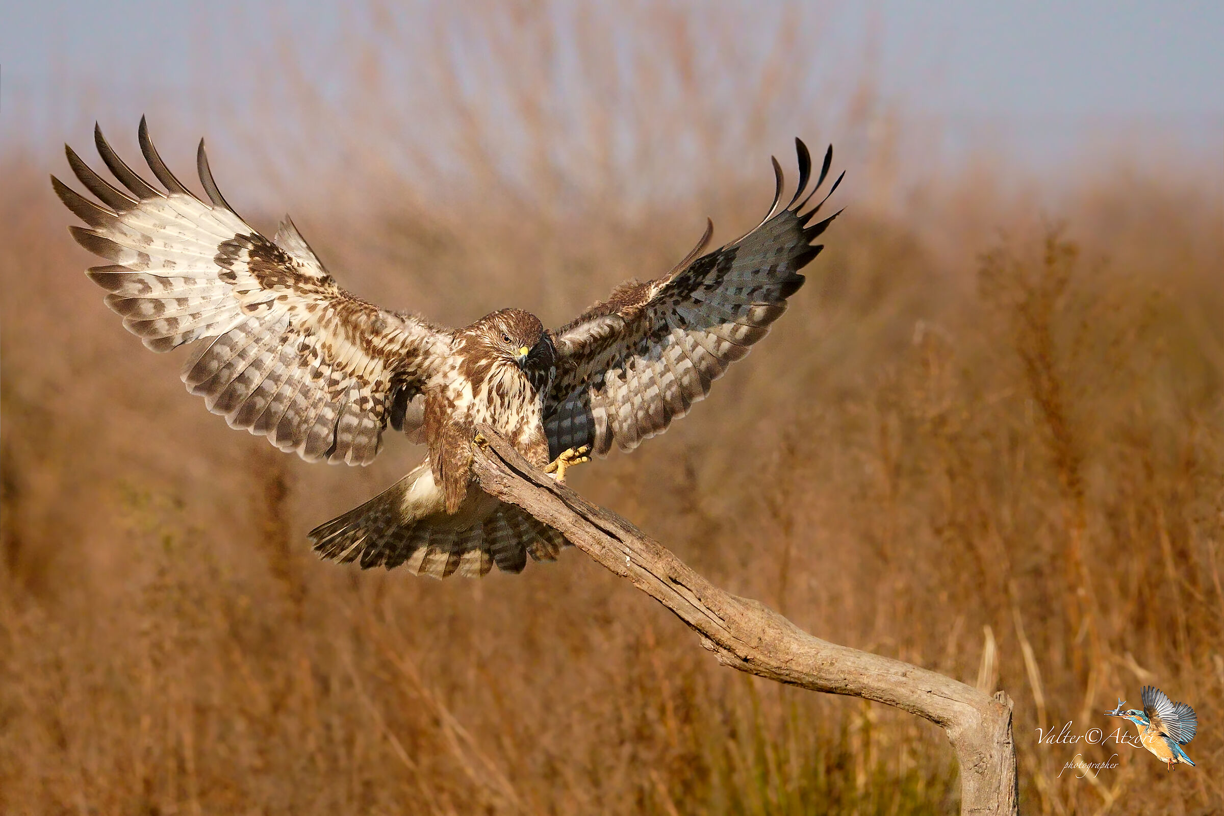 Poiana other arrival