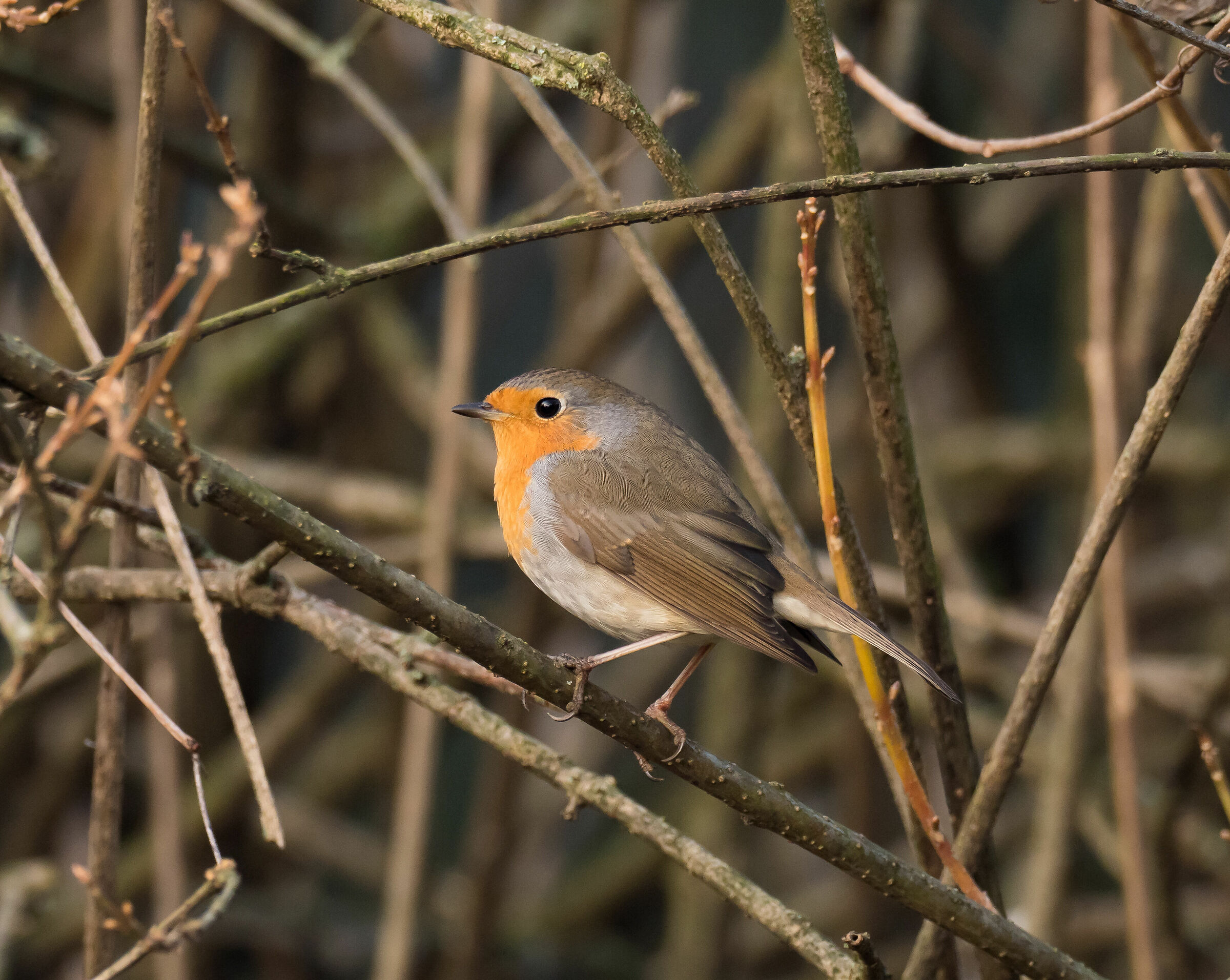 Robin