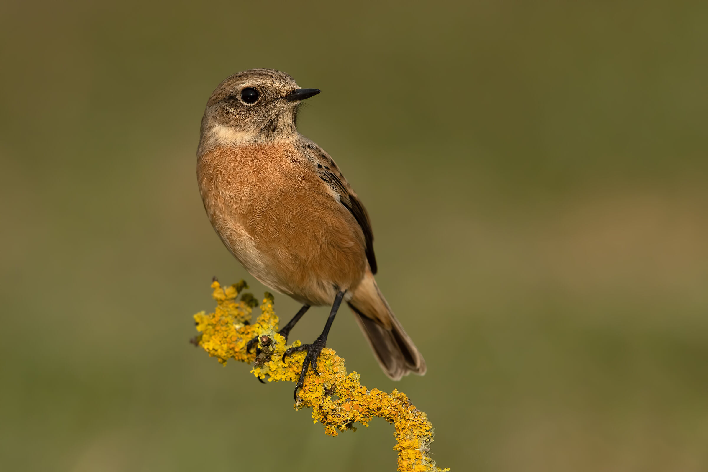 Saltimpalo - European Stonechat (f)