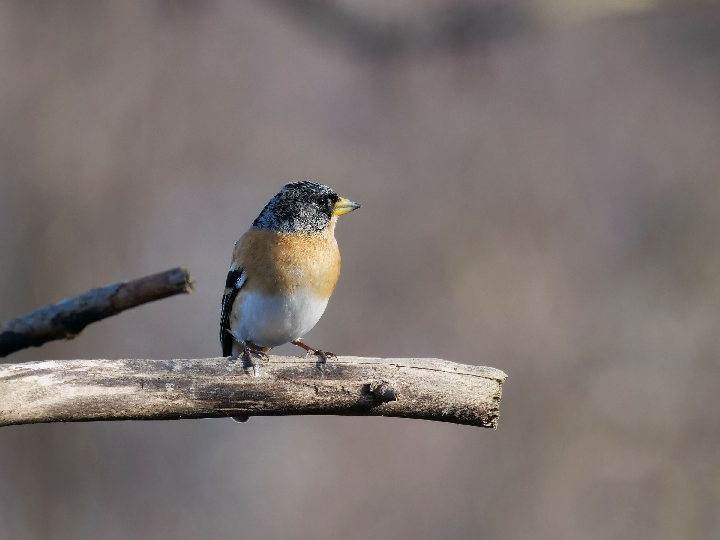 Peppola (Fringilla montifringilla)