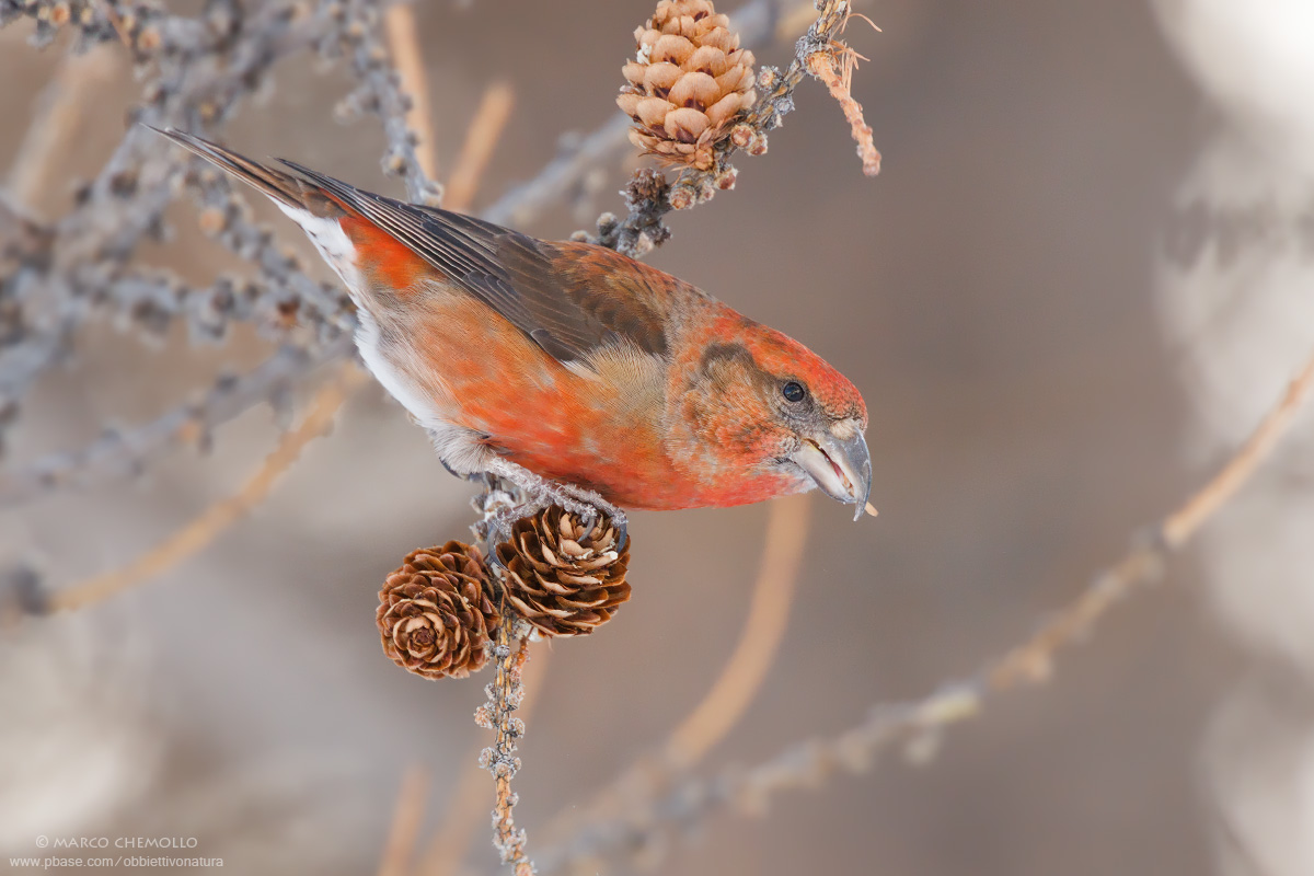 Crociere (Loxia curvirostra)