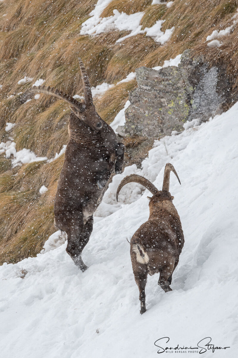 Combattimento tra stambecchi