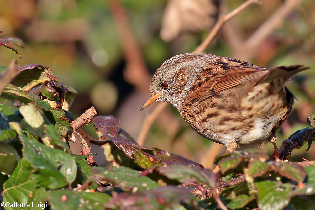 Sparrow slap (Prunella modularis)