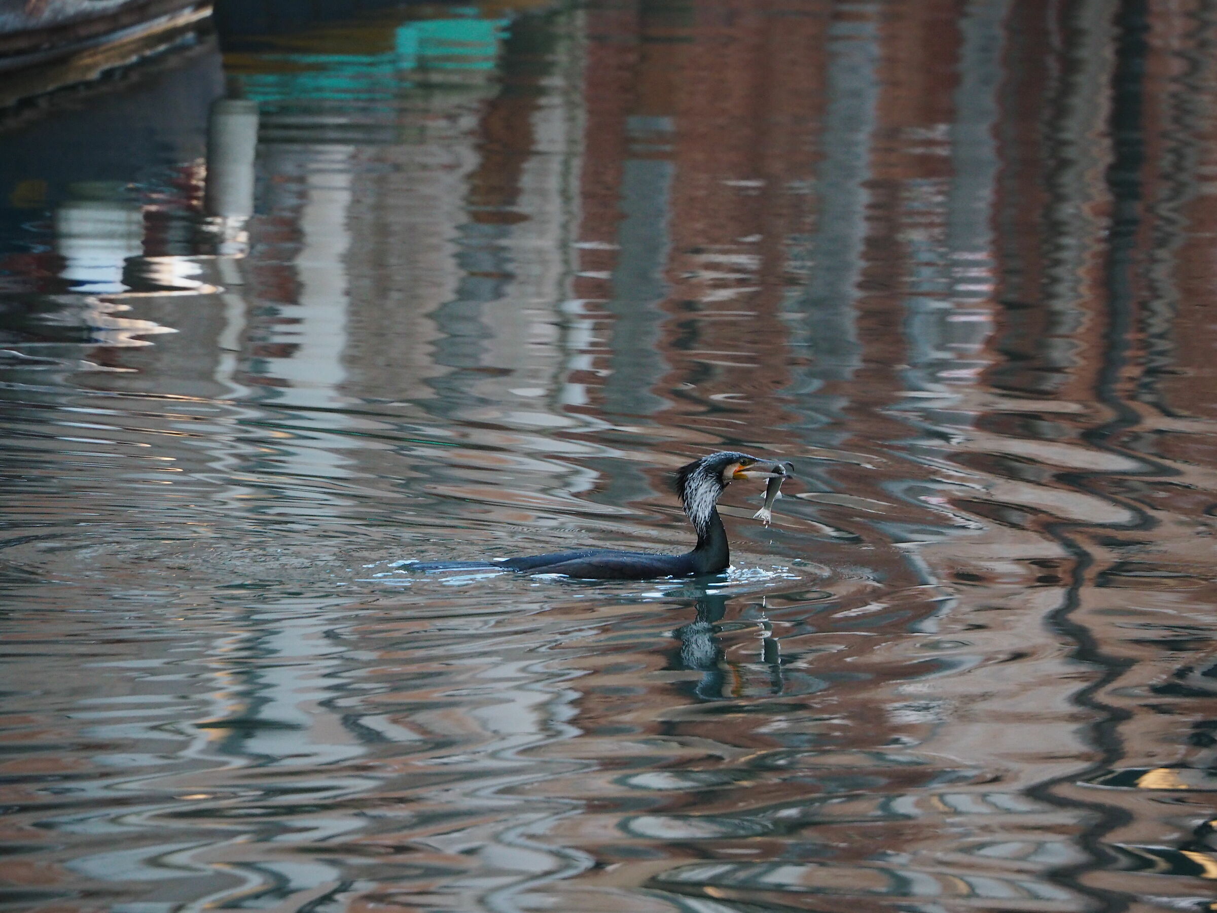 Cormorano in gita a Venezia