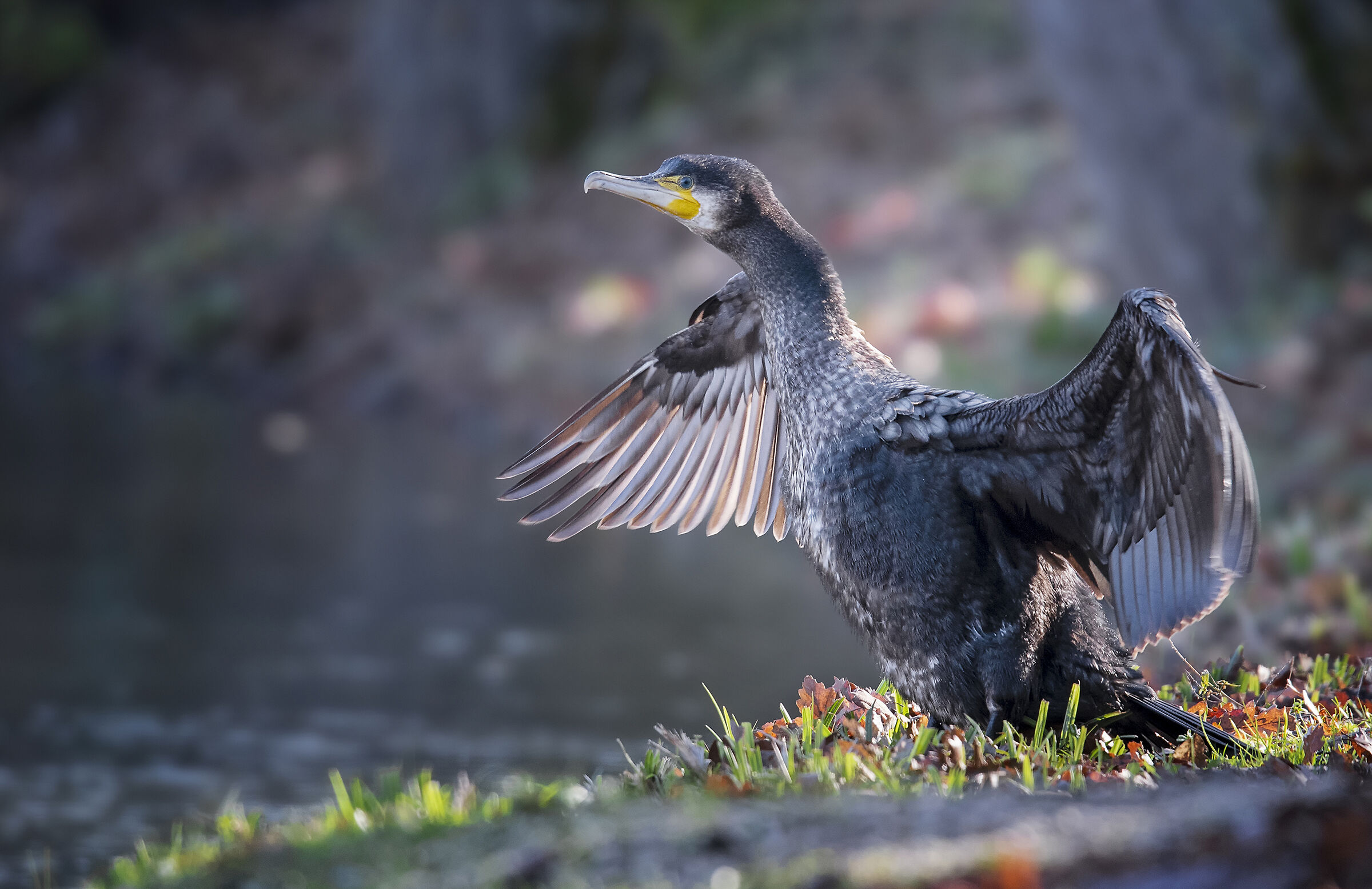 Cormorant
