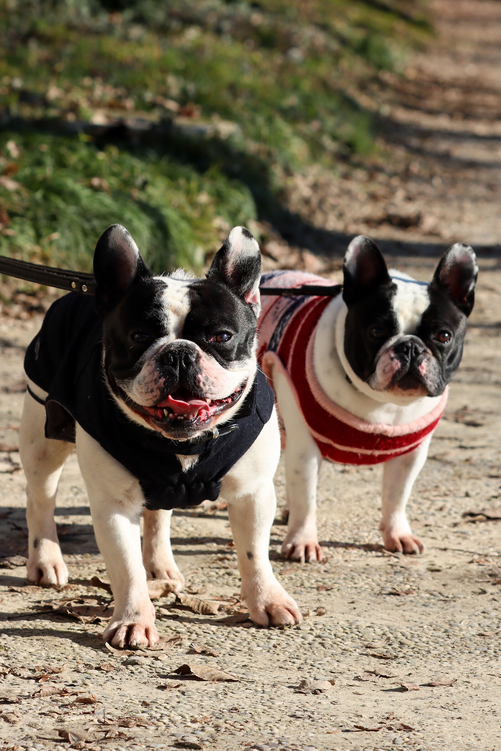 Mia and Dante at Villa Pisani.