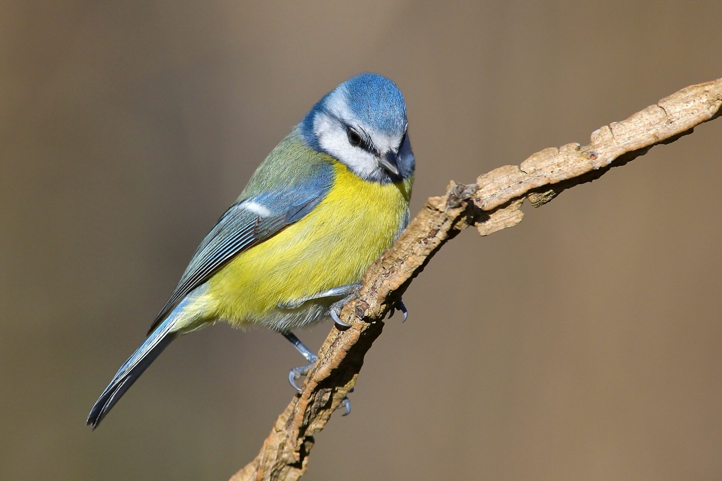 Cinciarella (Cyanistes caeruleus)