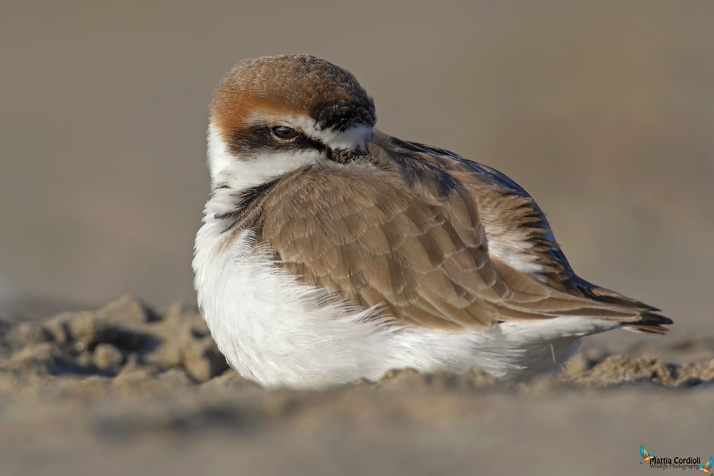 The Rest of the Fratino