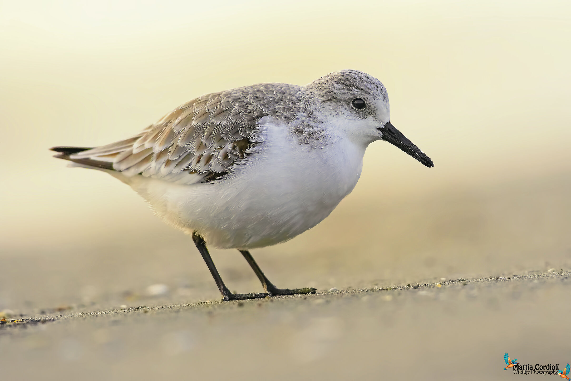 Piovanello Tridactylo at dawn