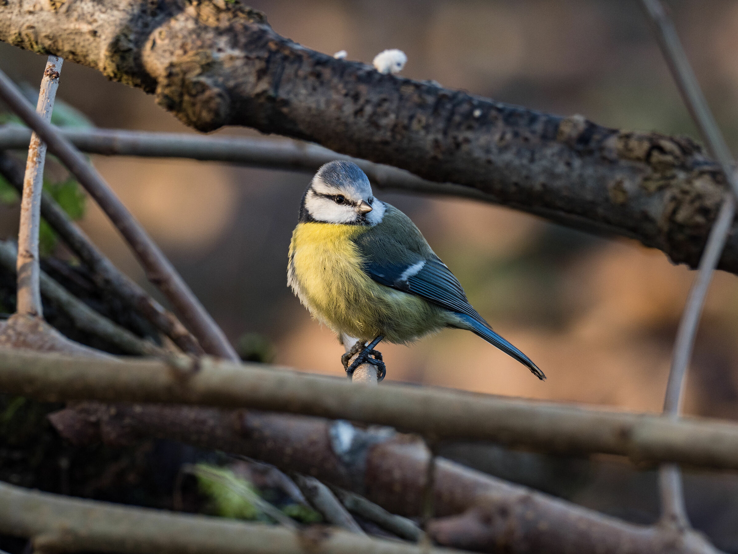 Cinciarella (Cyanistes caeruleus)
