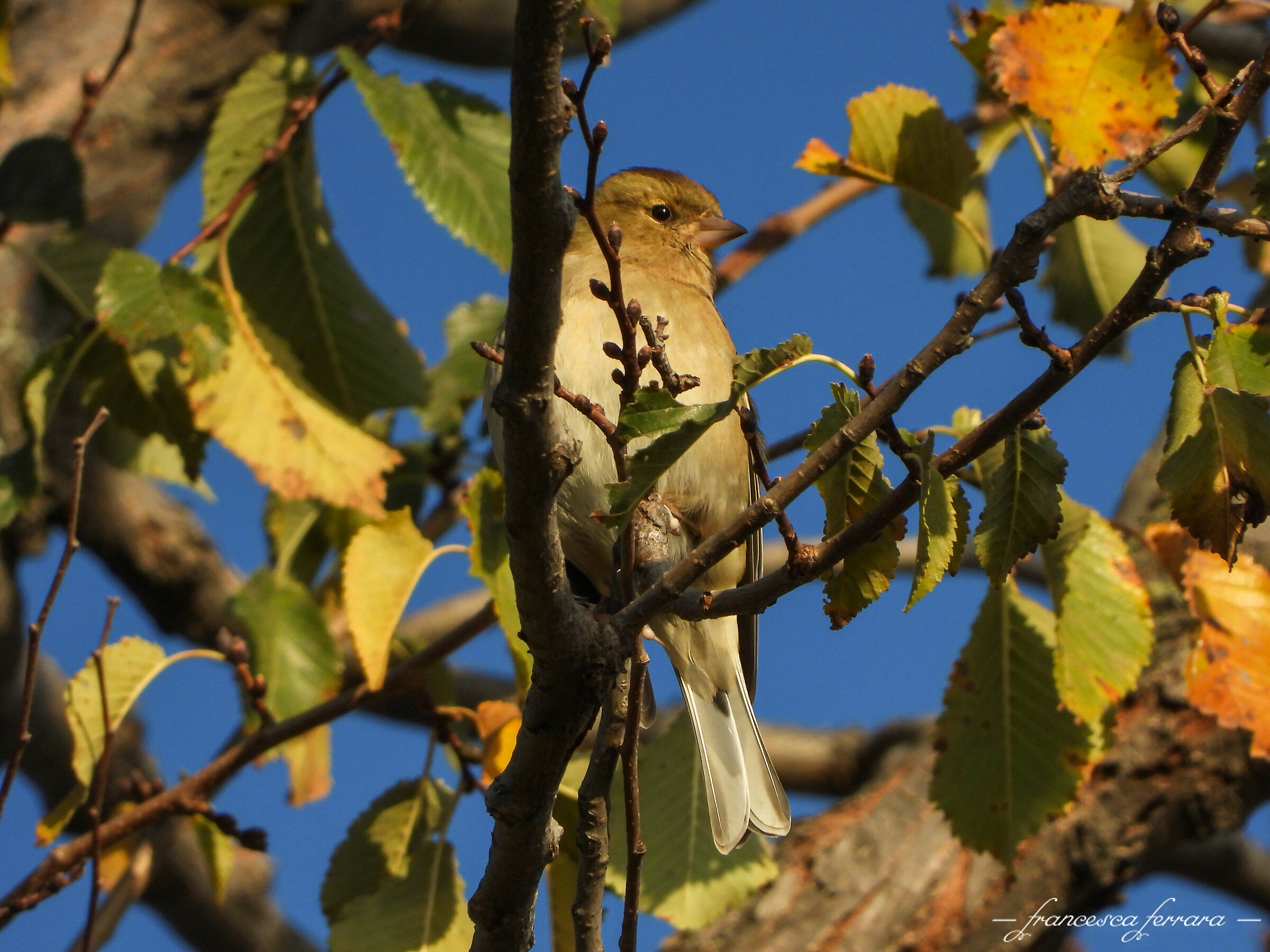Fringuello femmina (Fringilla Coelebs)