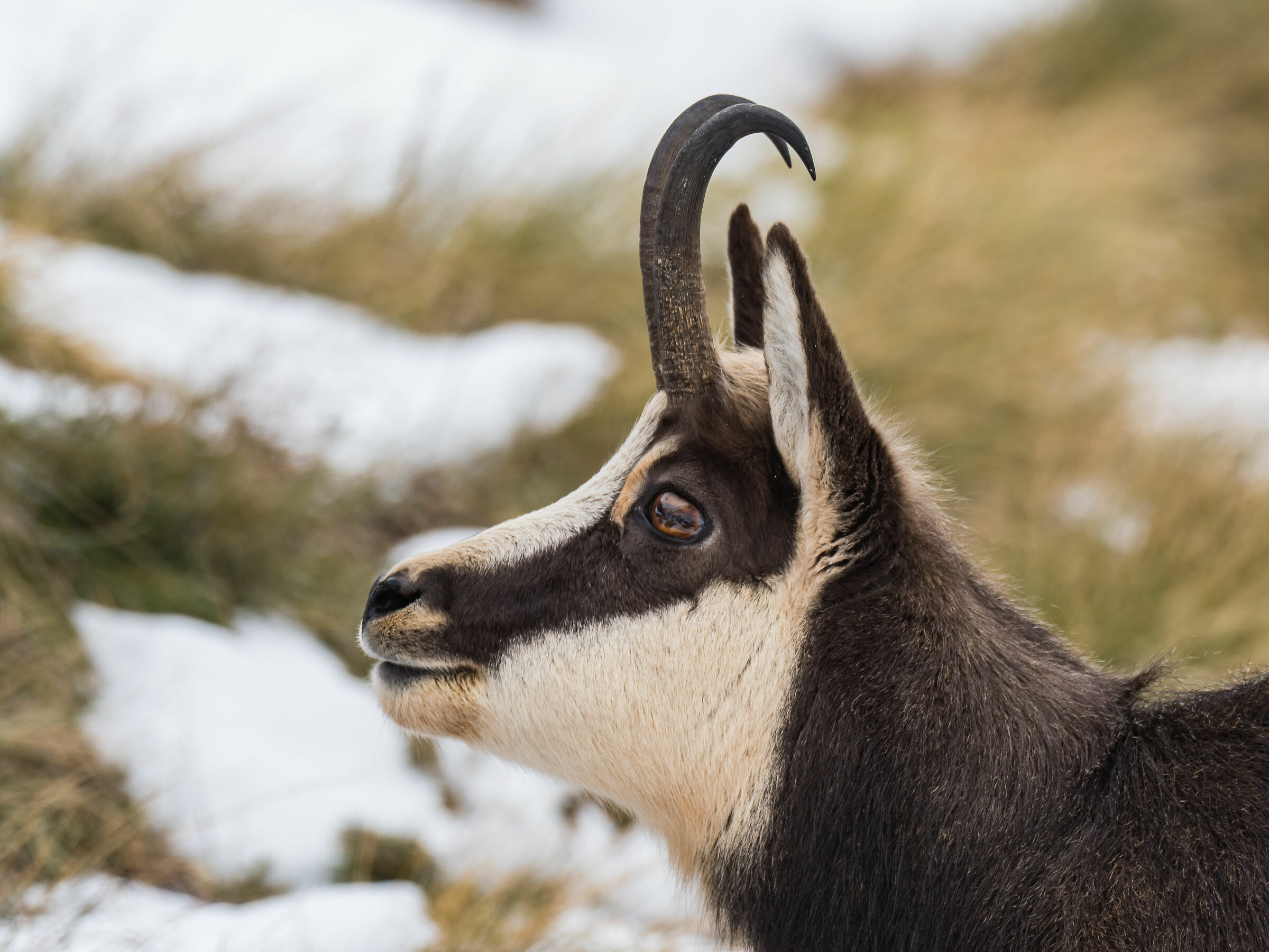 Chamois (Rupicapra Rupicapra)