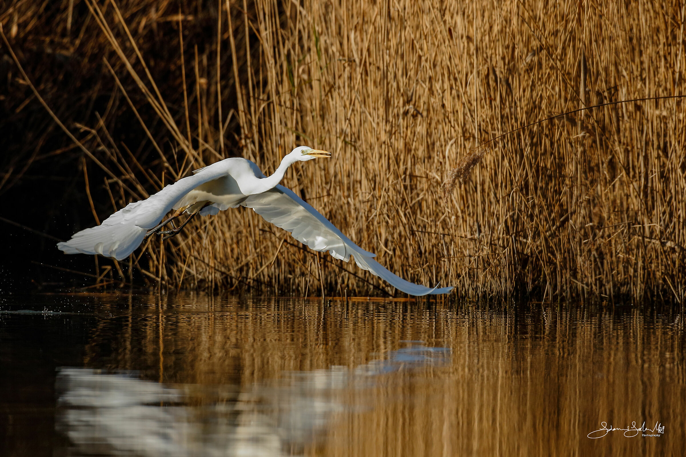 Great egret's flight (Ardea alba, Linnaeus, 1758)