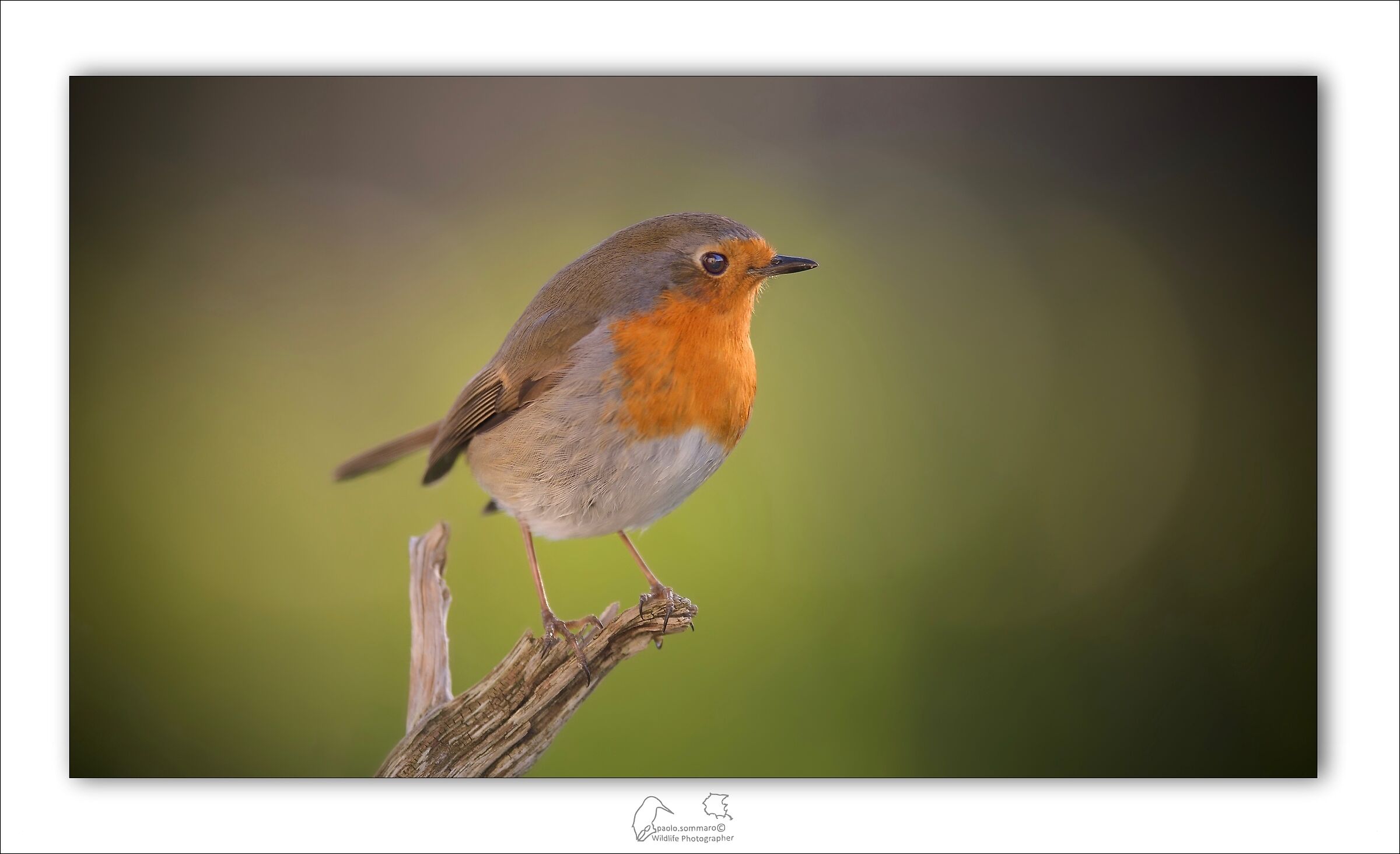 Robin