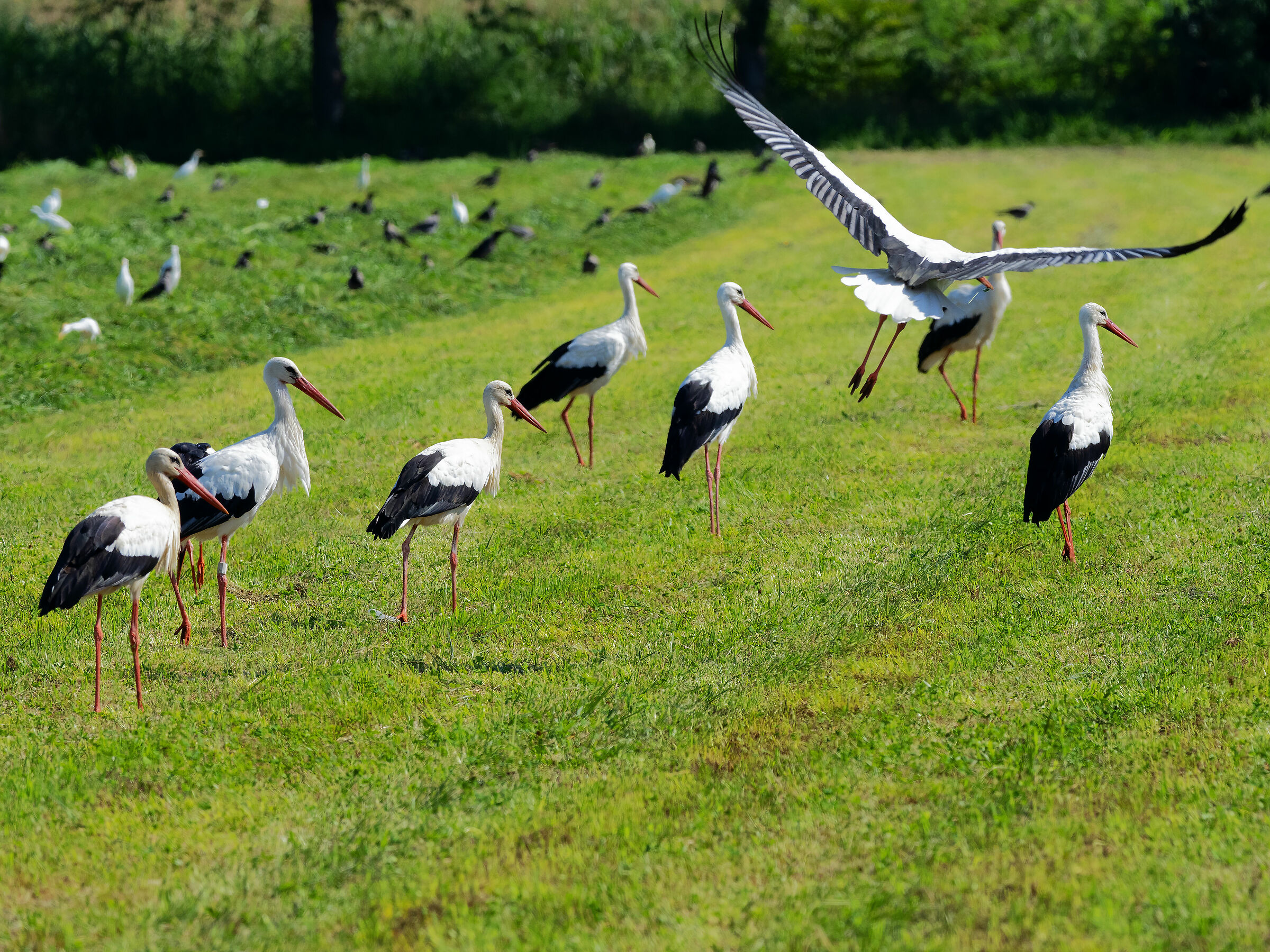 Storks on the loose
