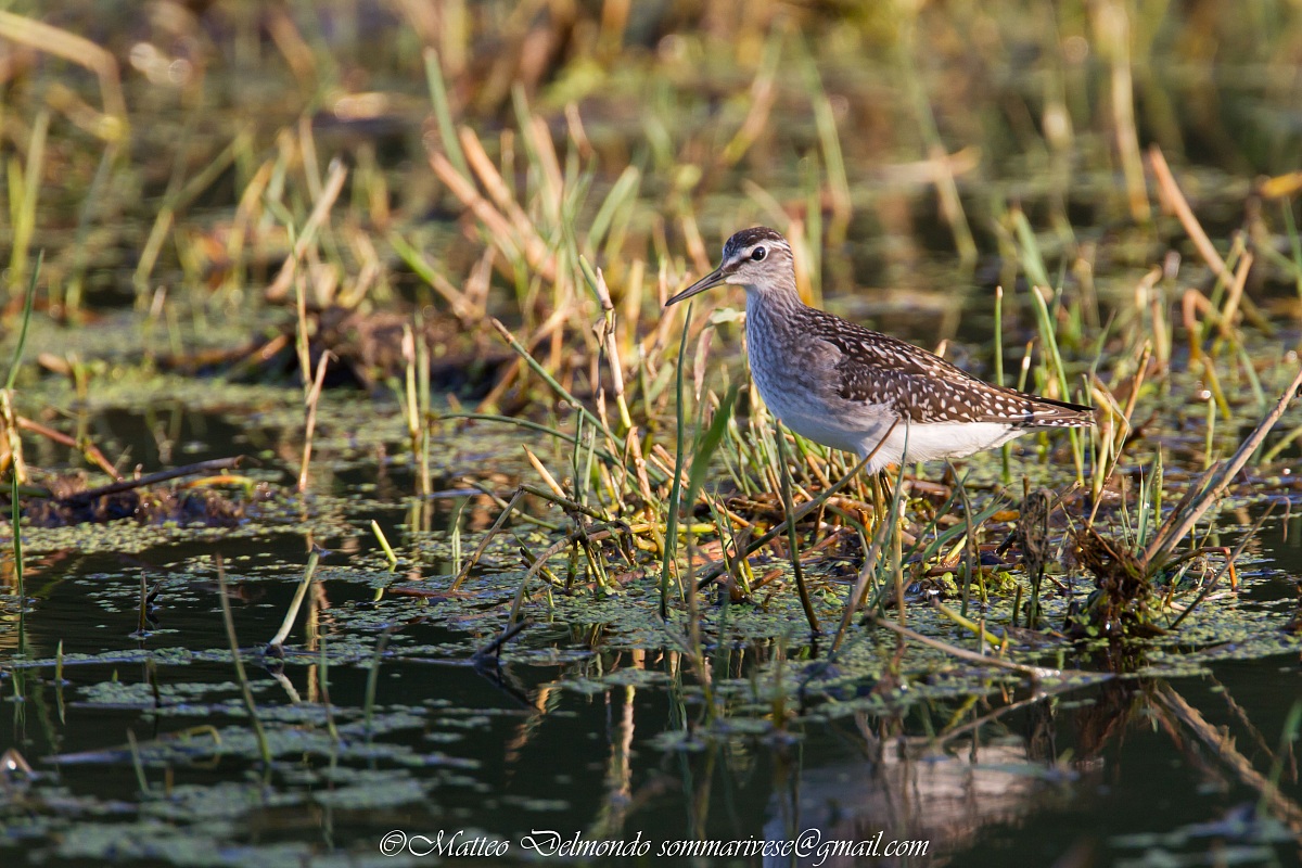 Sandpiper boschereccio