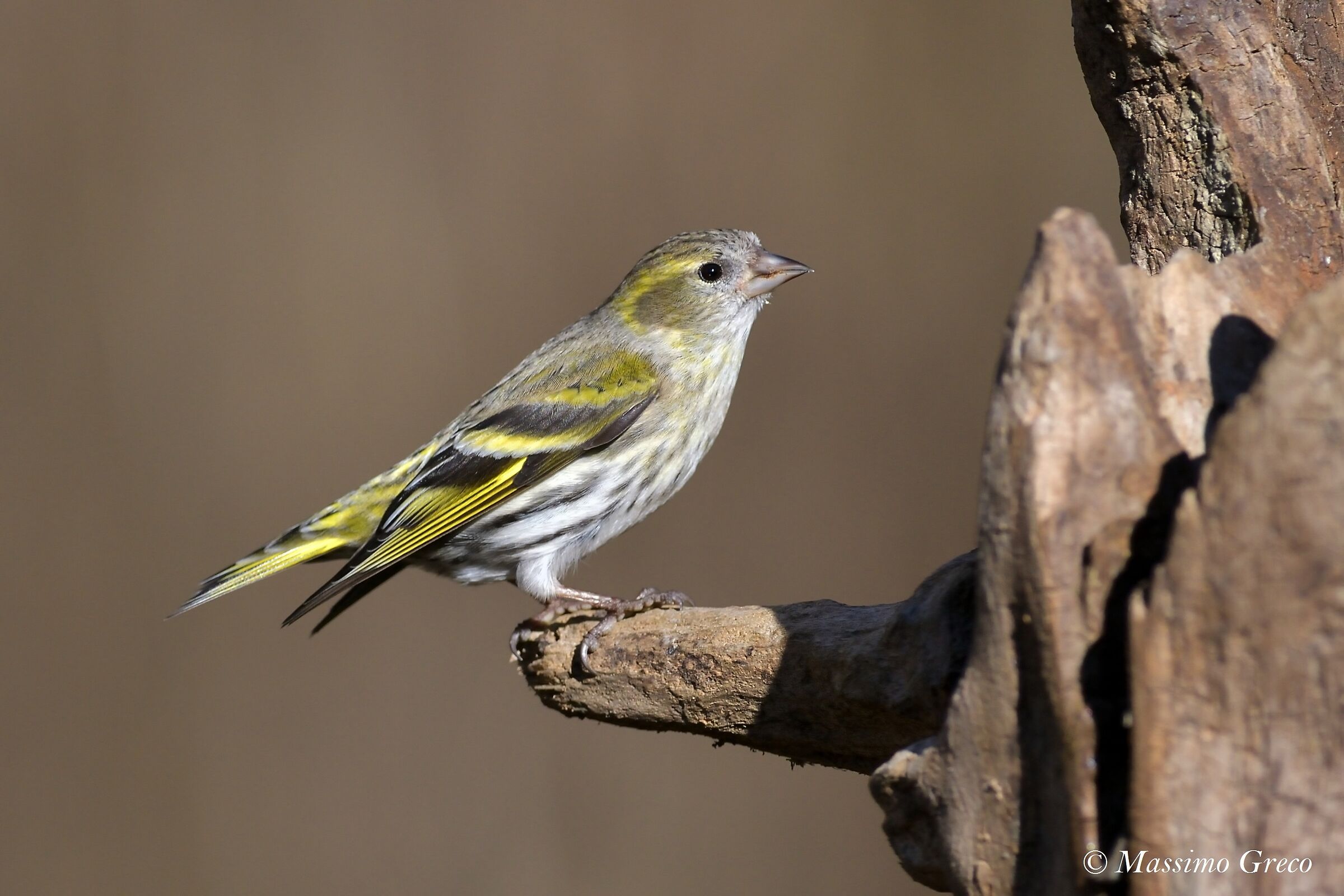 Lucherino (Carduelis spinus)