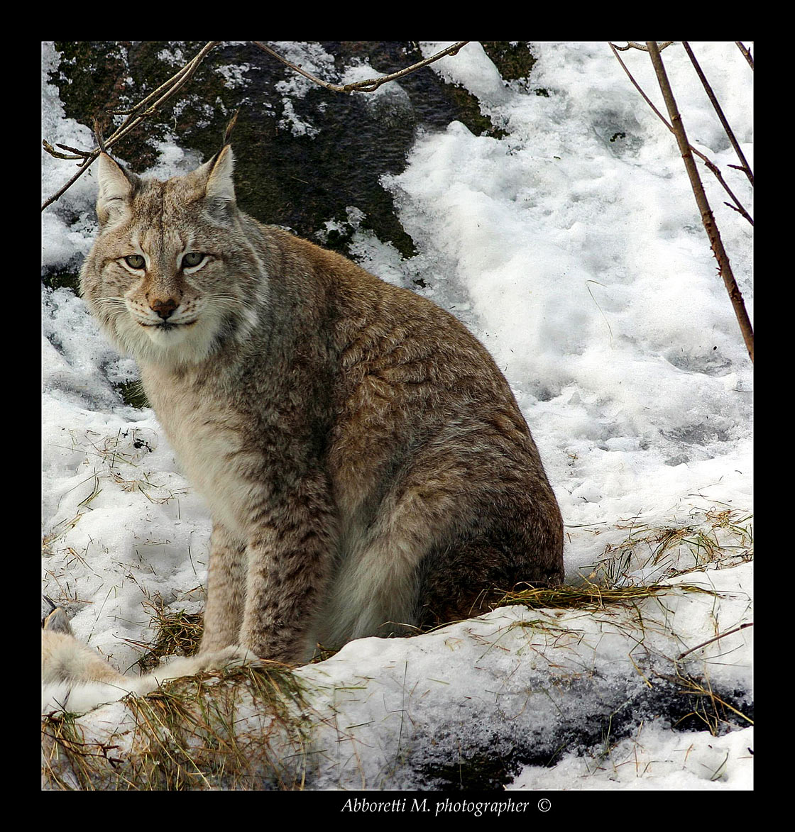 Lince al Bayerischer wald