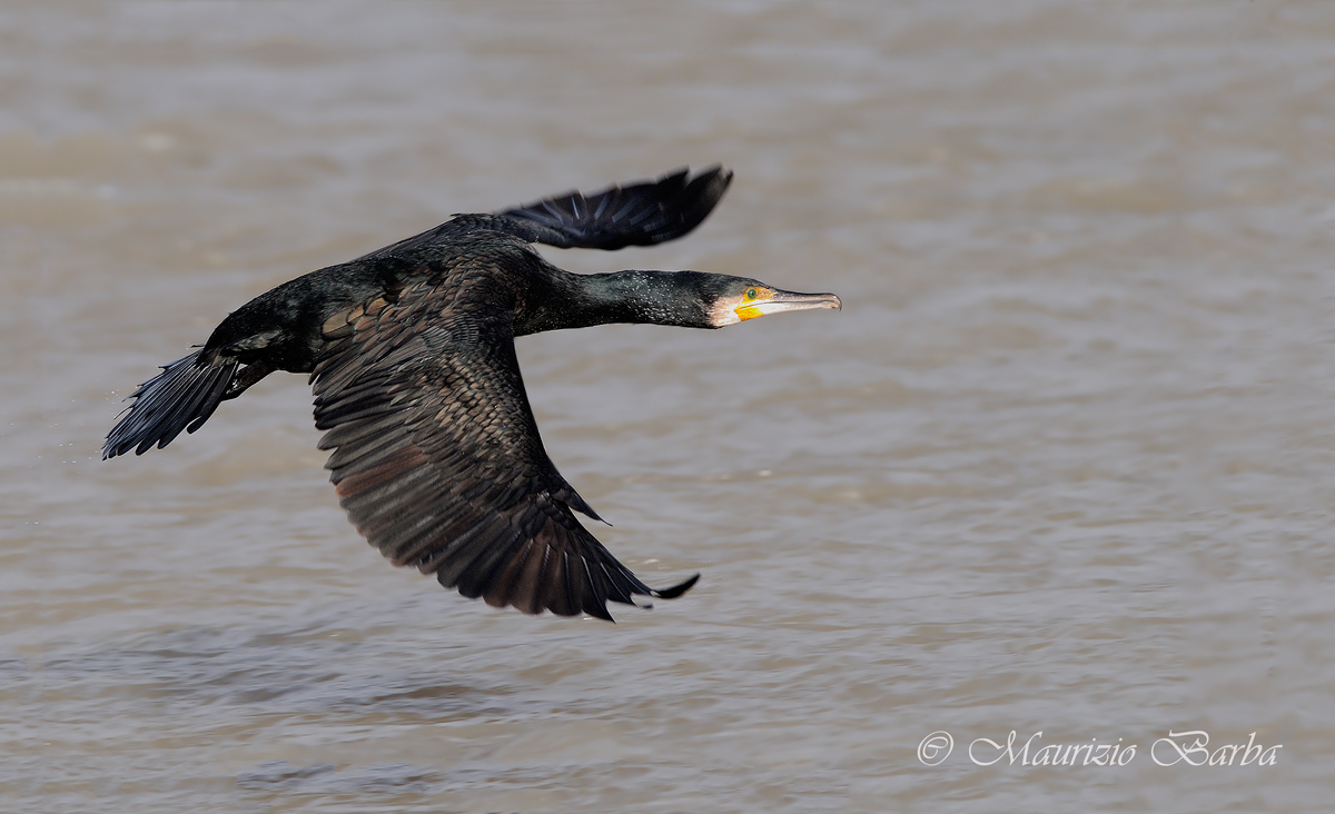 cormorano