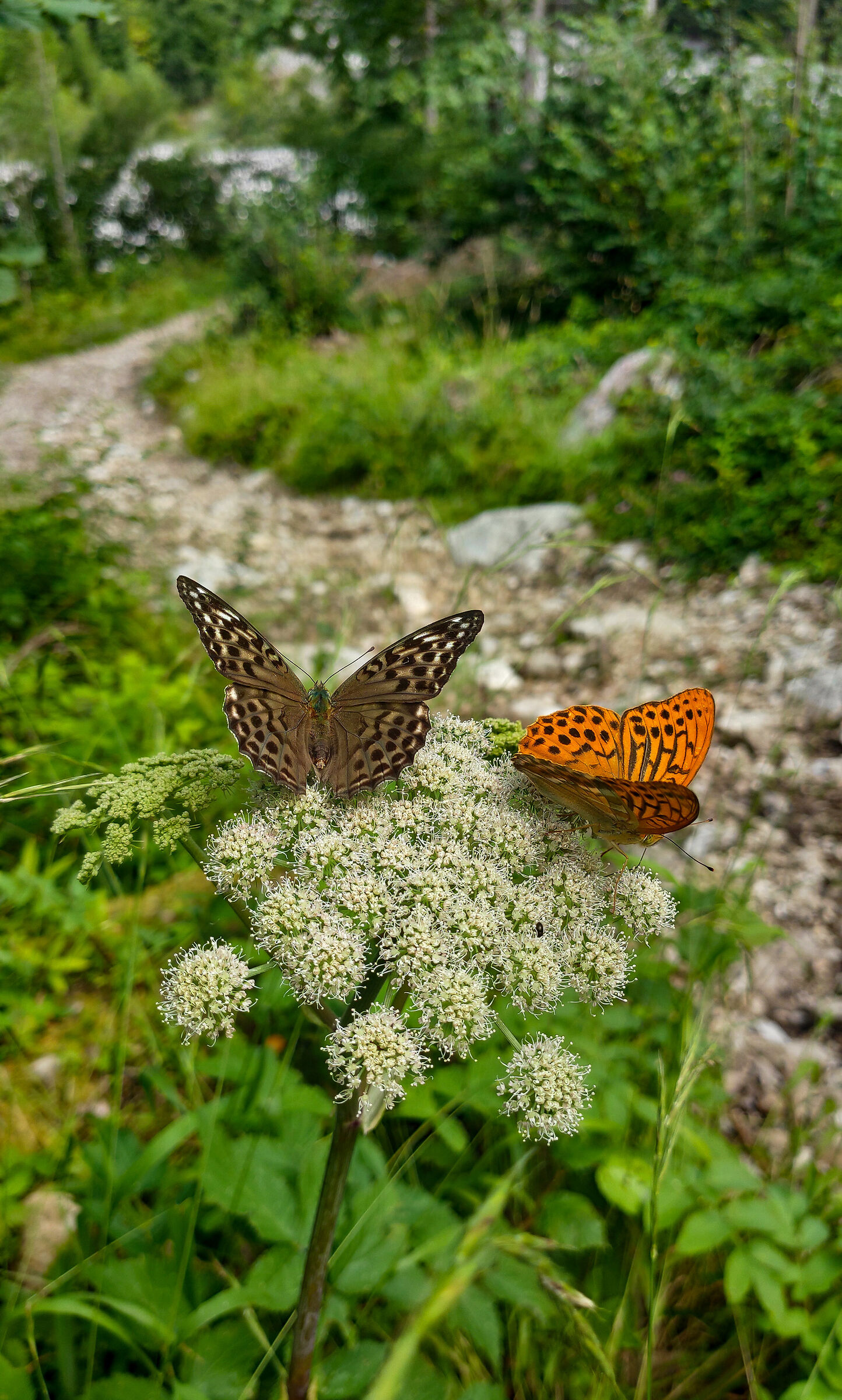 Quello che il bruco chiama fine del mondo, il resto del