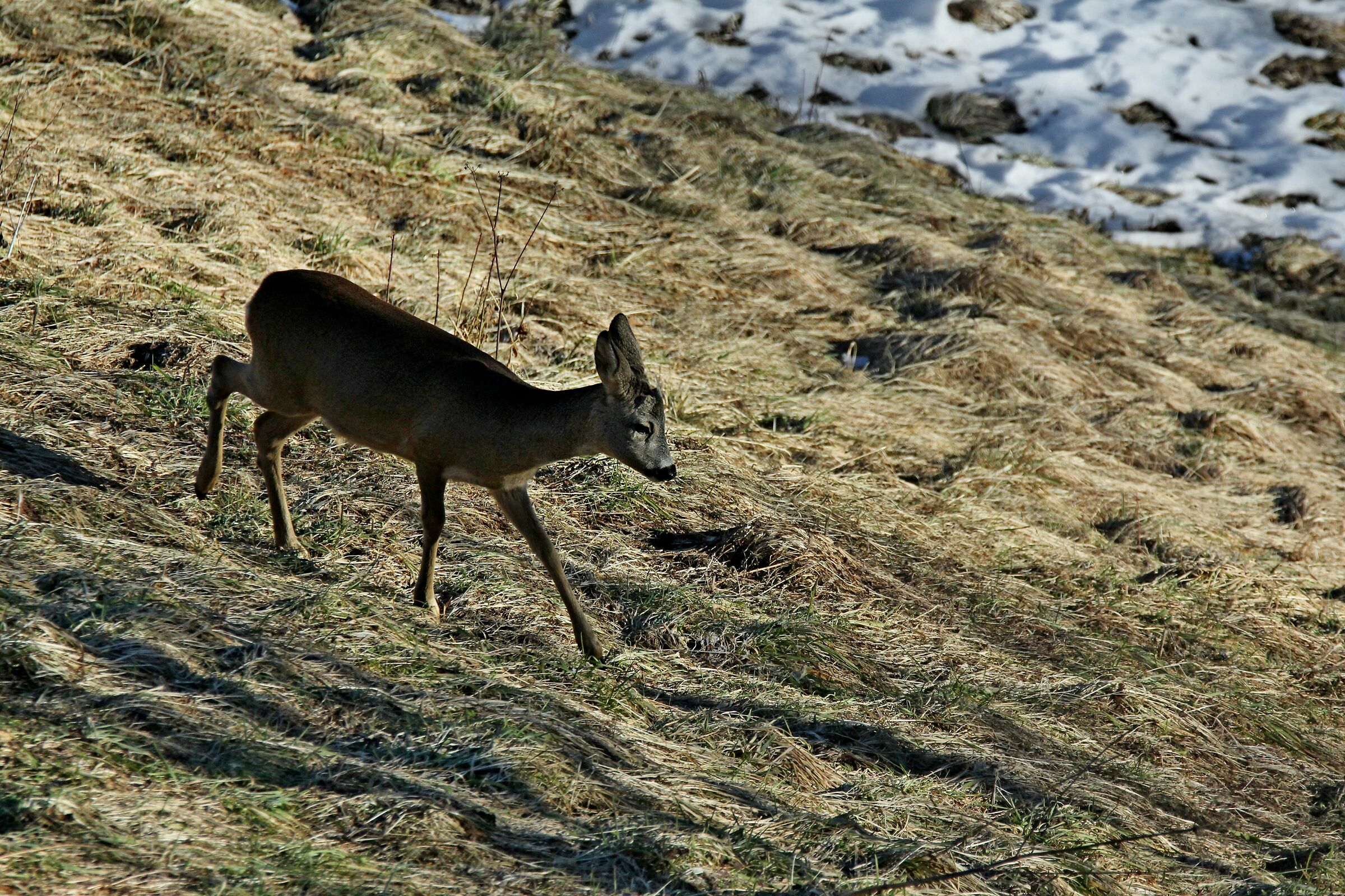 maschietto di capriolo