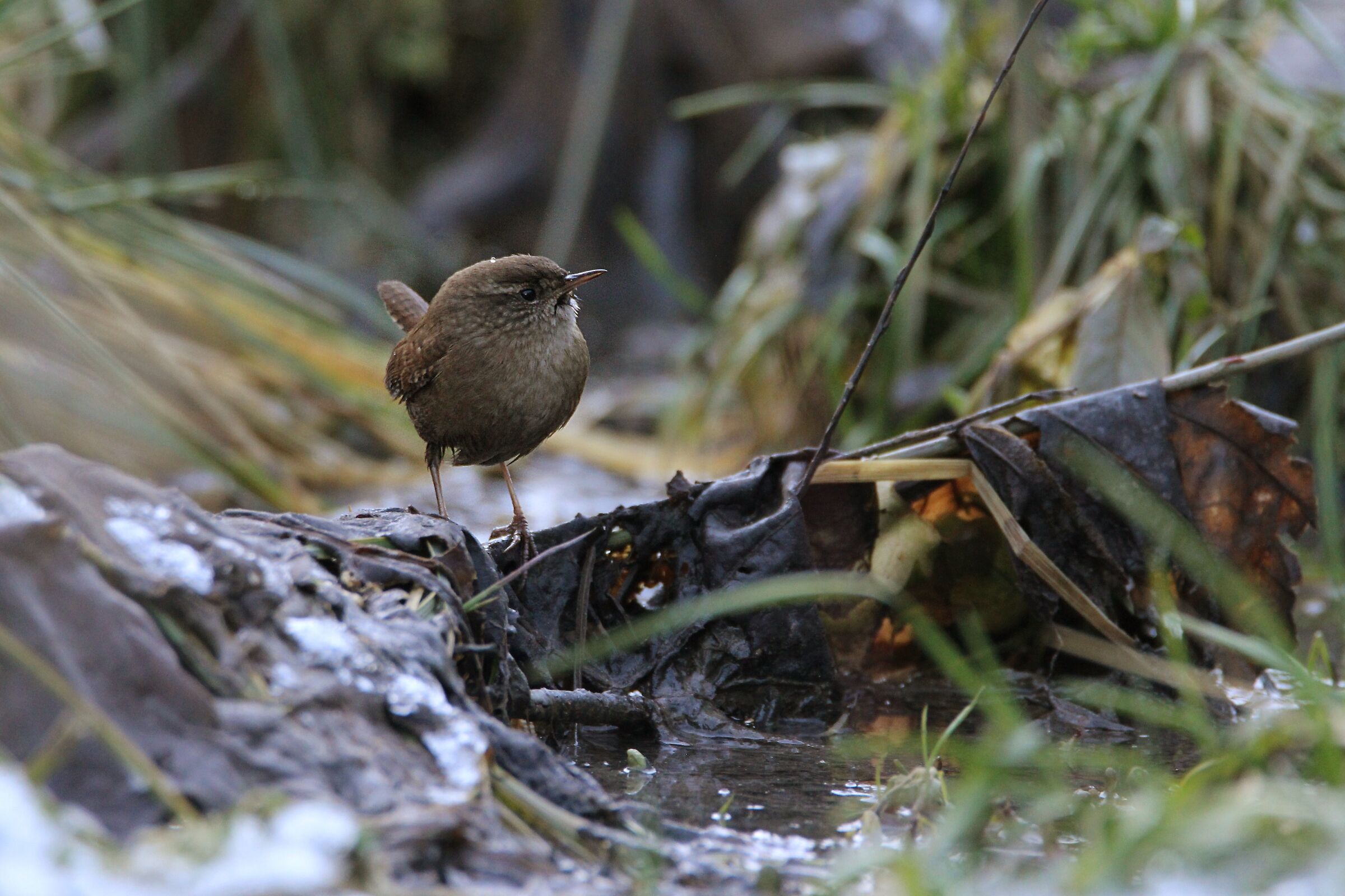 scricciolo gennaio 2020
