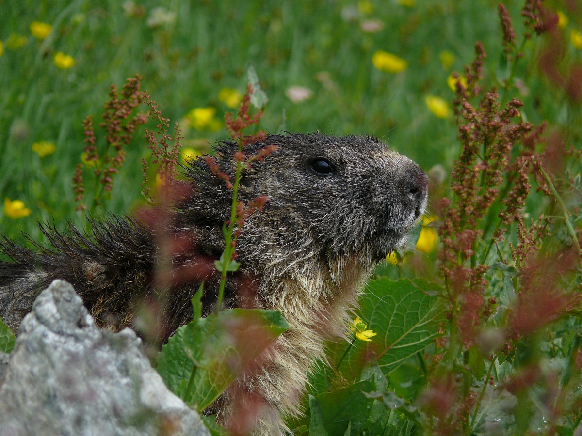 Marmotta
