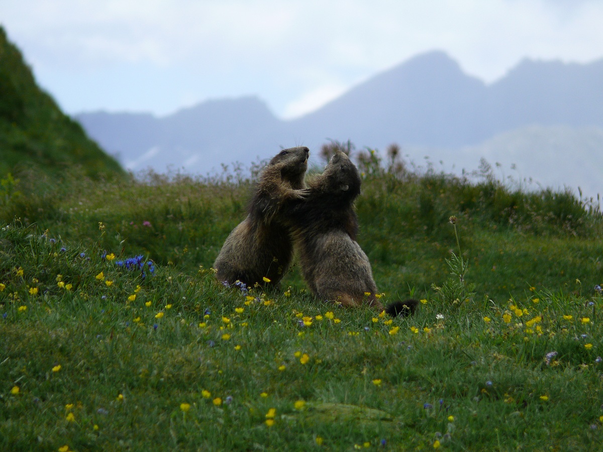 Marmotte in lotta