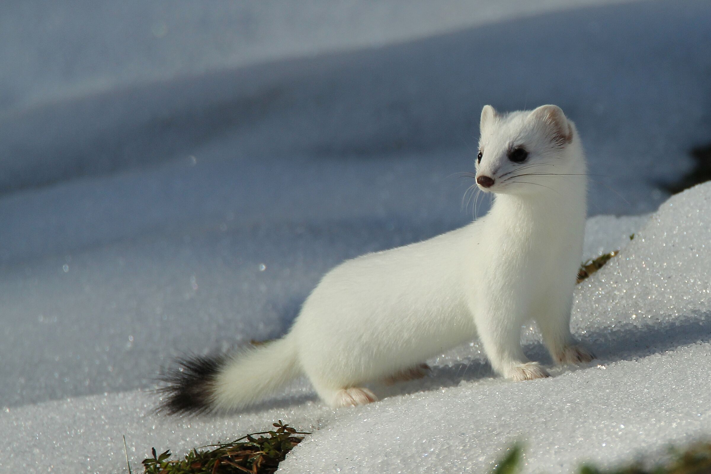 ermellino dicembre 2019