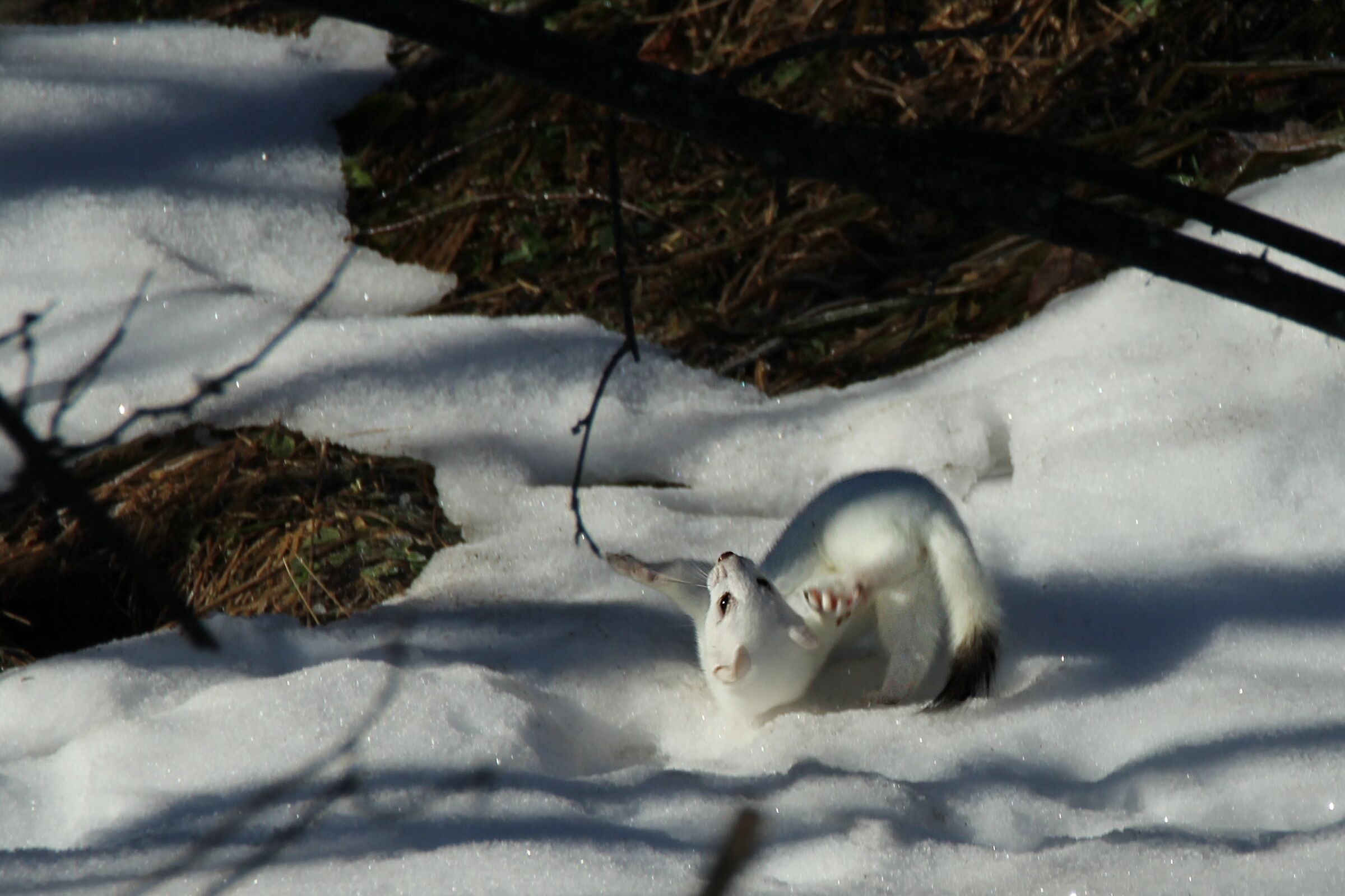 ermine games