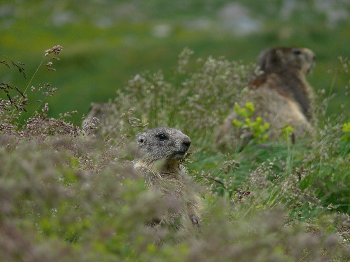 The bigger and the smallest