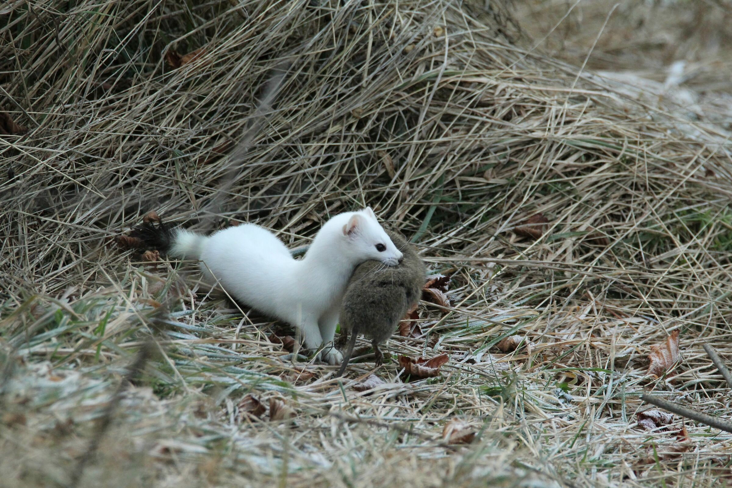 ermellino con arvicola