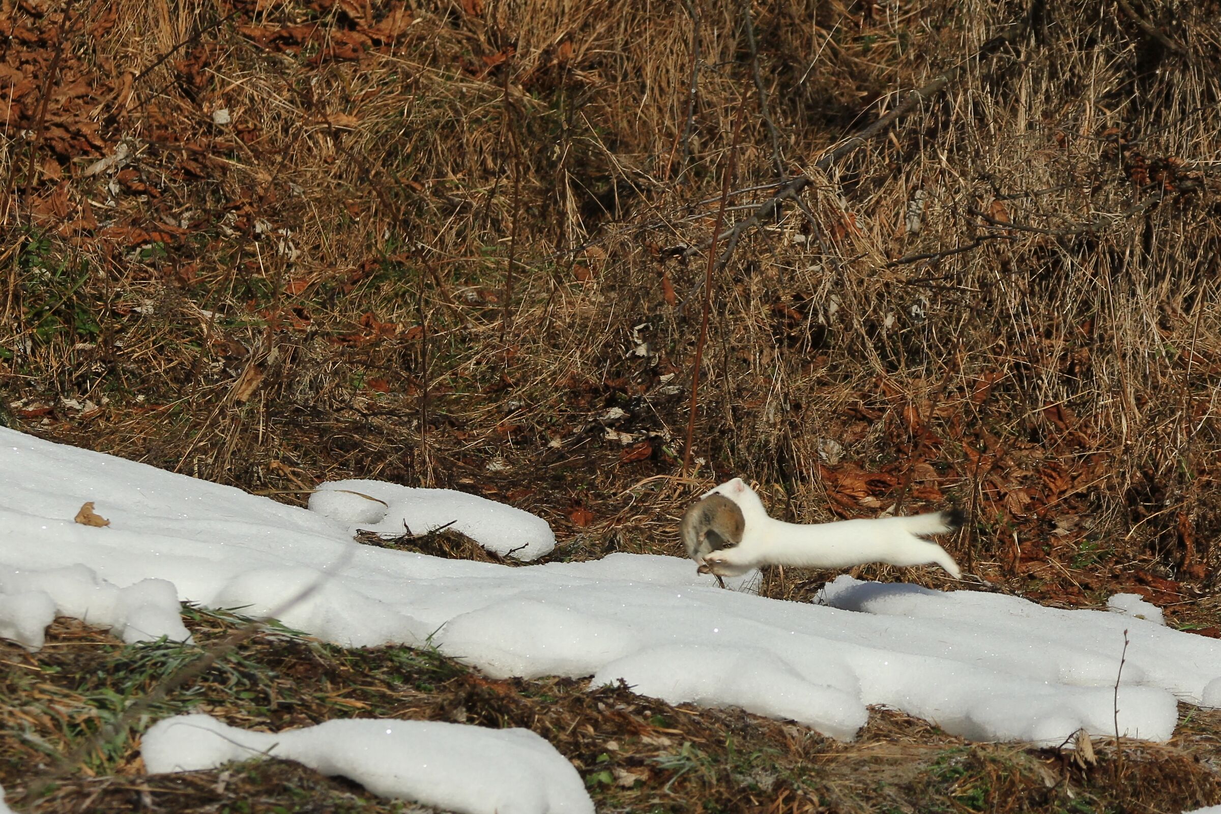 corsa dell'ermellino