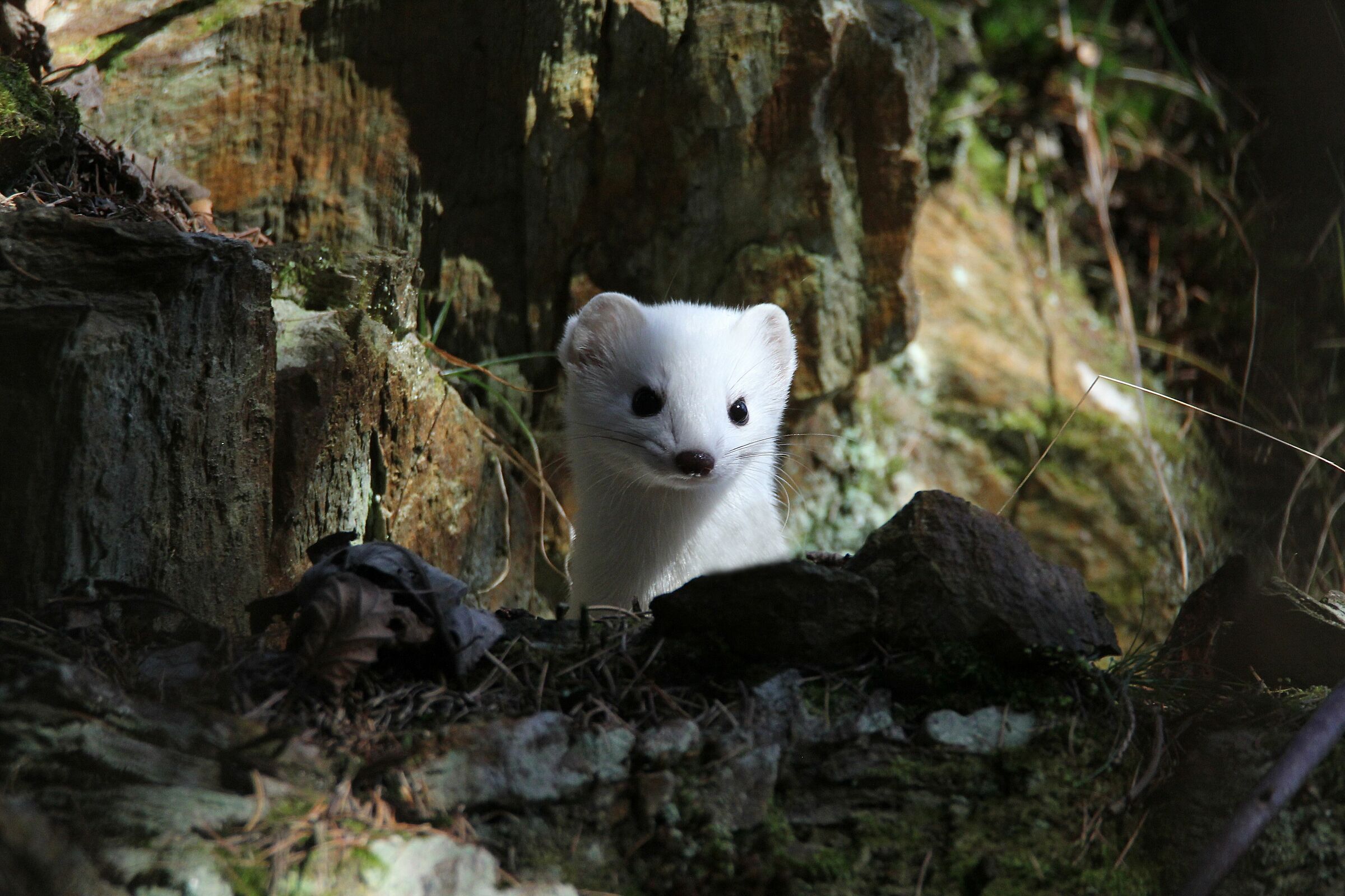ermine tenderness