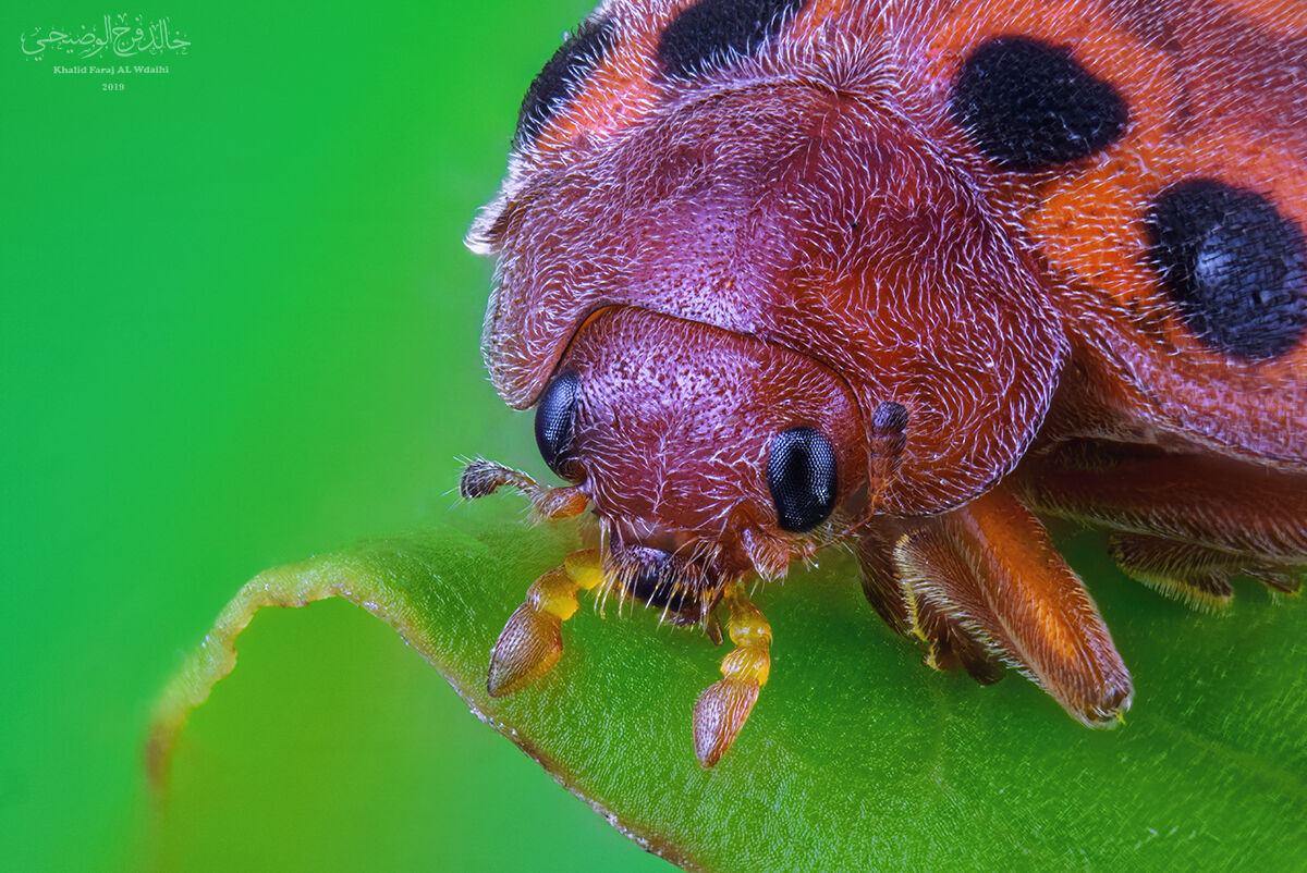 Ladybird beetle