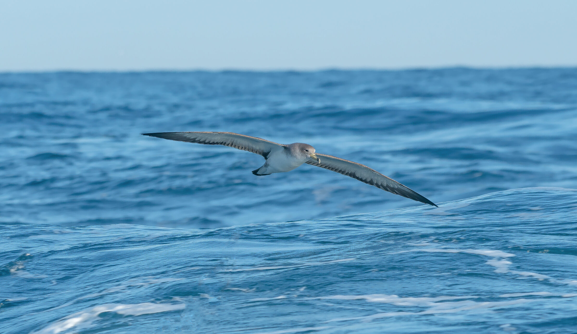 The Greater Shear (Calonectris diomedea(Scopoli, 1769)