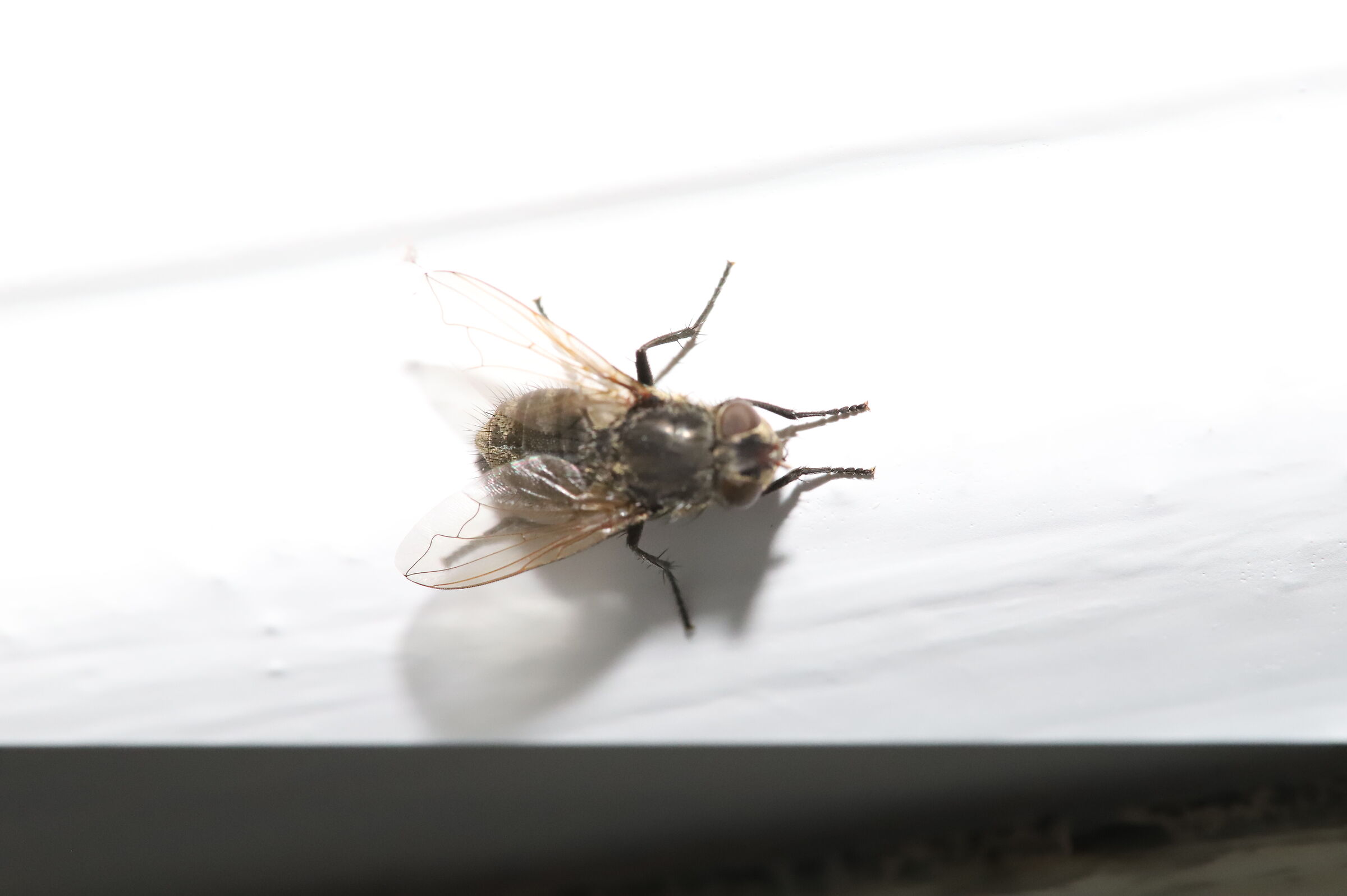 A spasso sul vetro 2