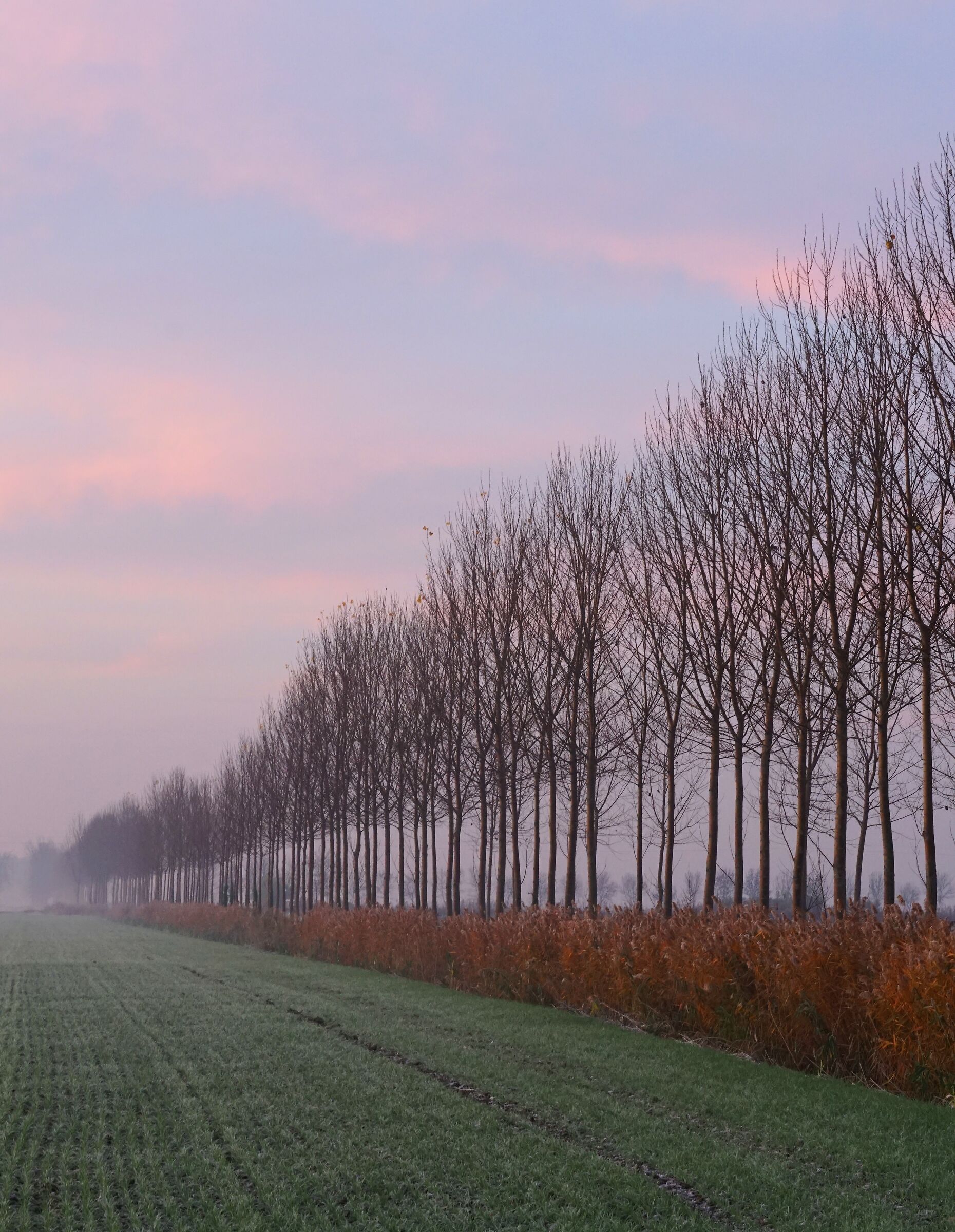 The colors of winter