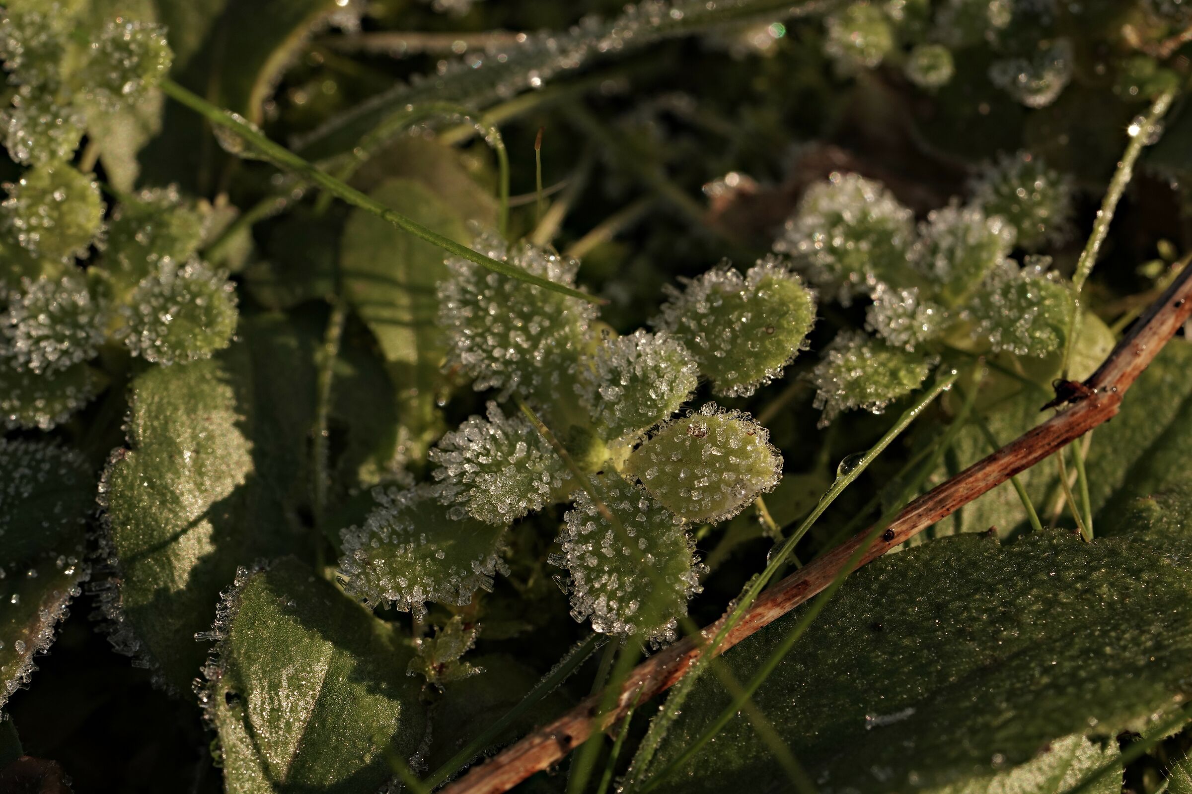 Erba al primo freddo...