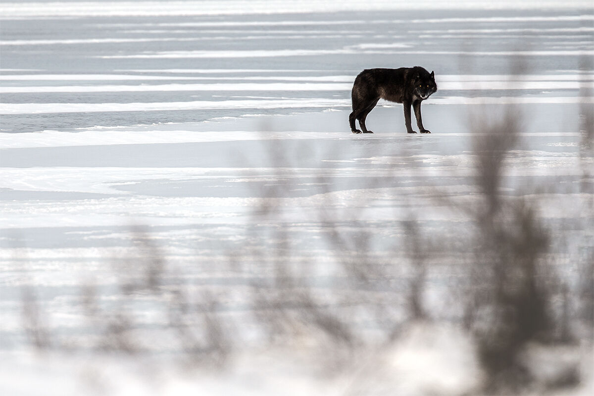 Il Lupo sul Ghiaccio
