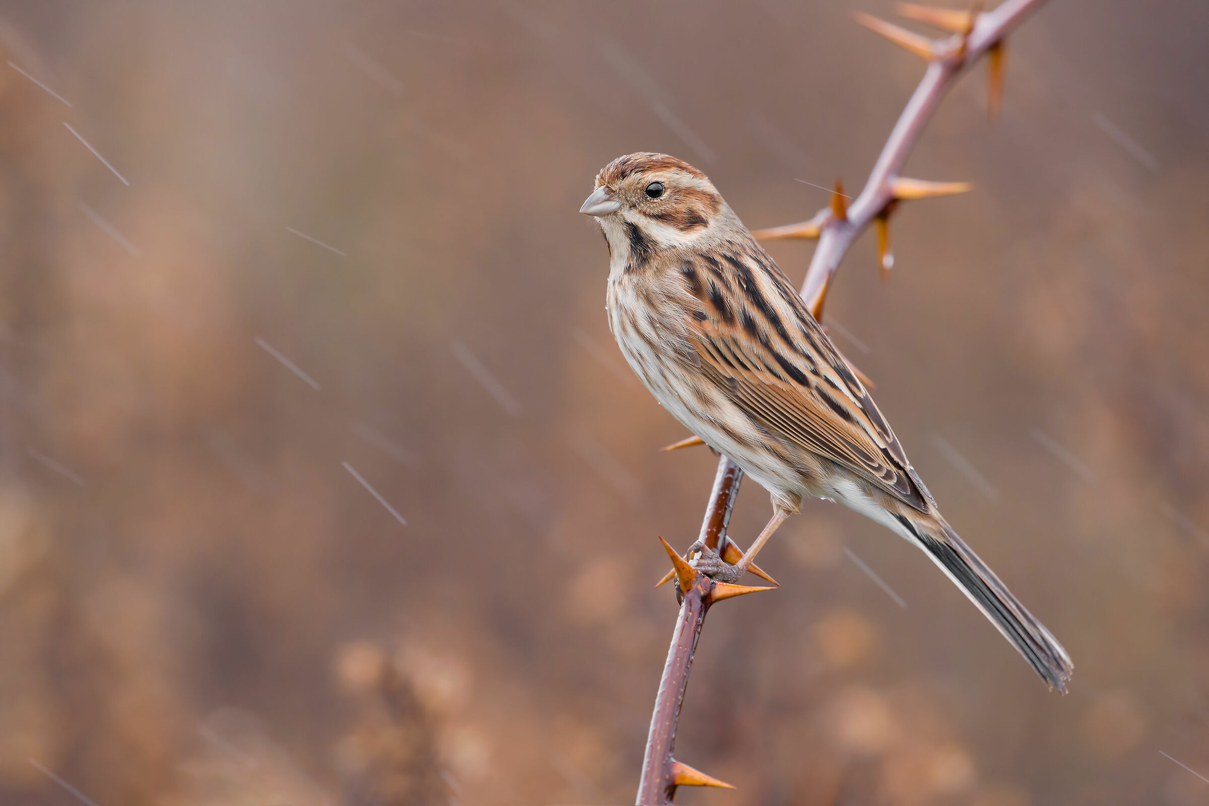 Test Sony a7riv + Canon 100-400 ISO 4000 5K