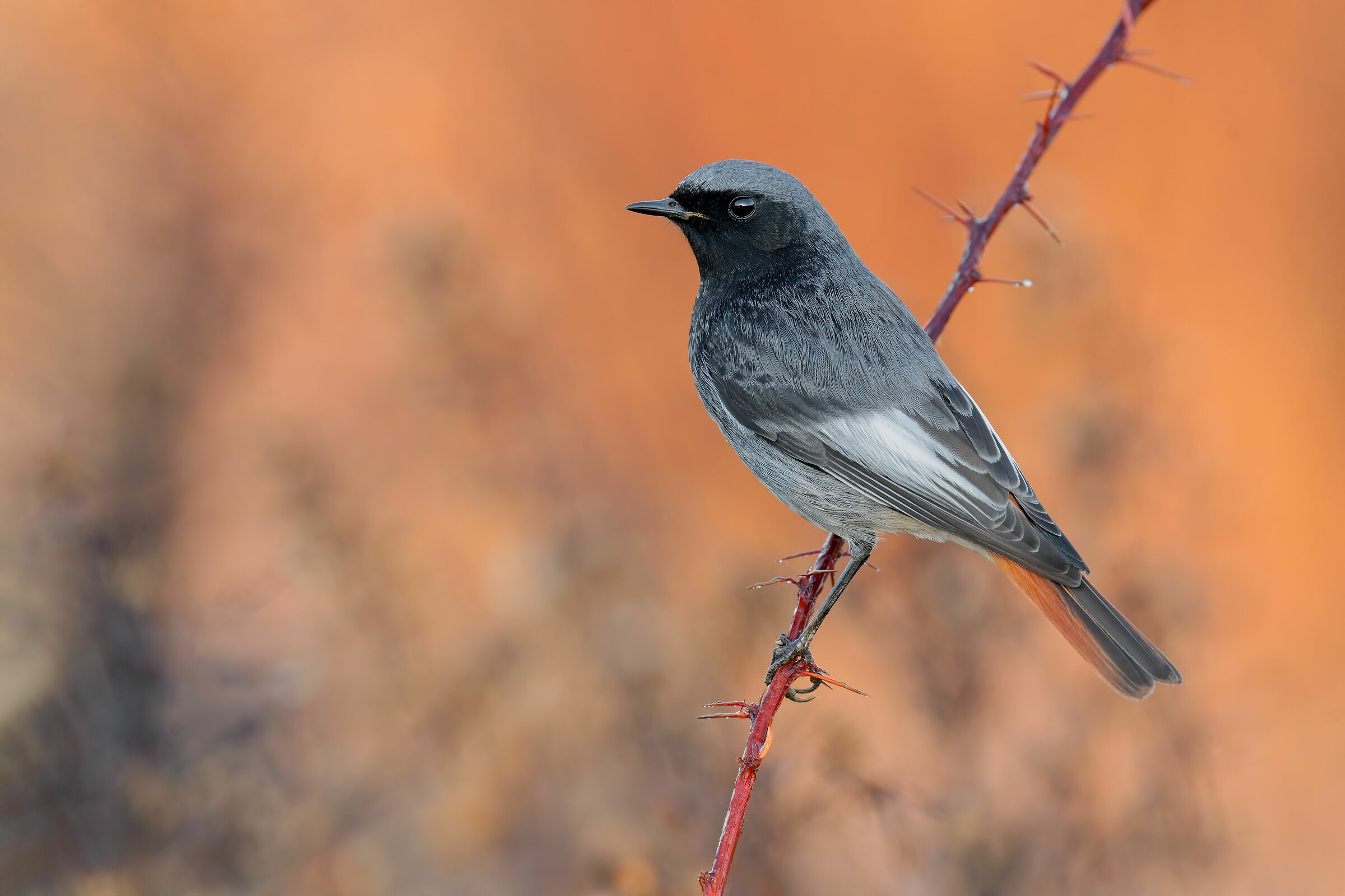 Test Sony a7riv + Sony FE 200-600mm