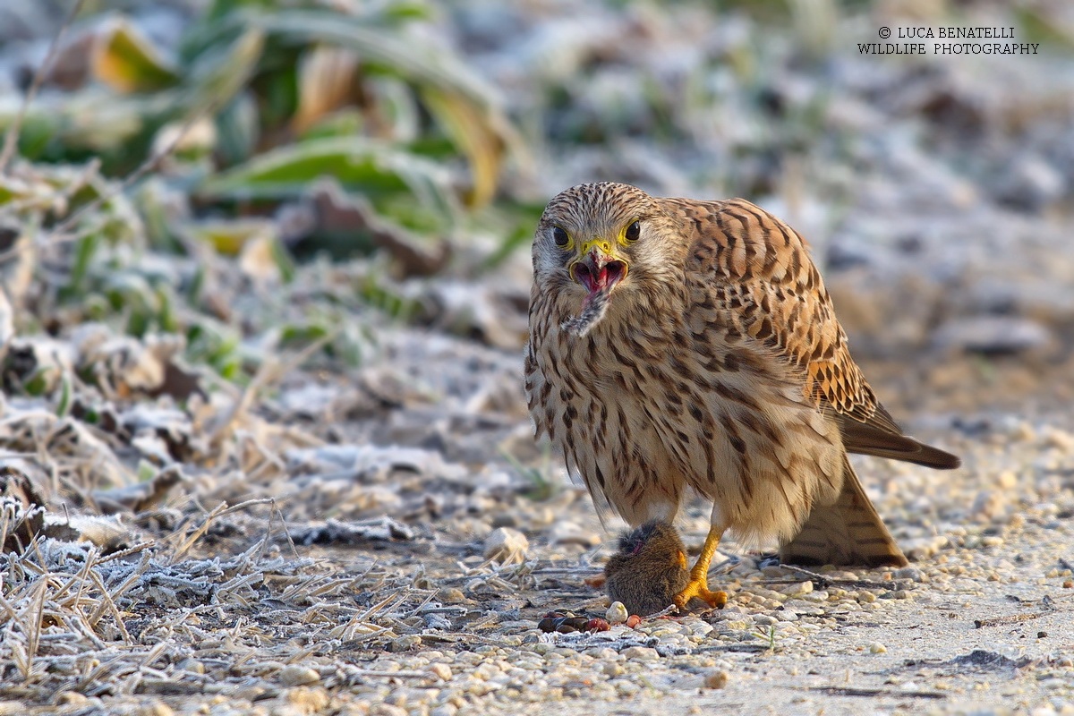Gheppio con preda