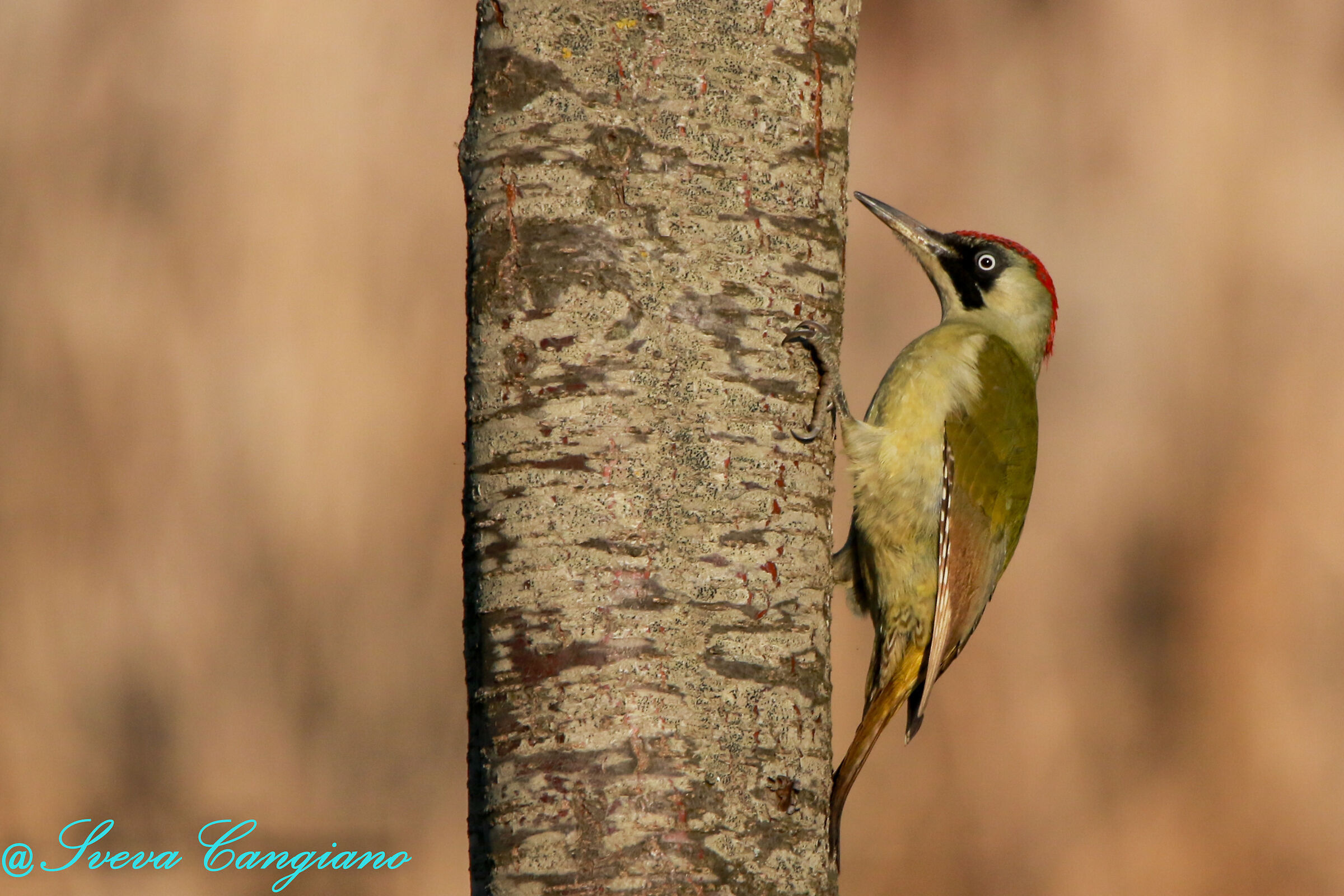 Female green woodpecker