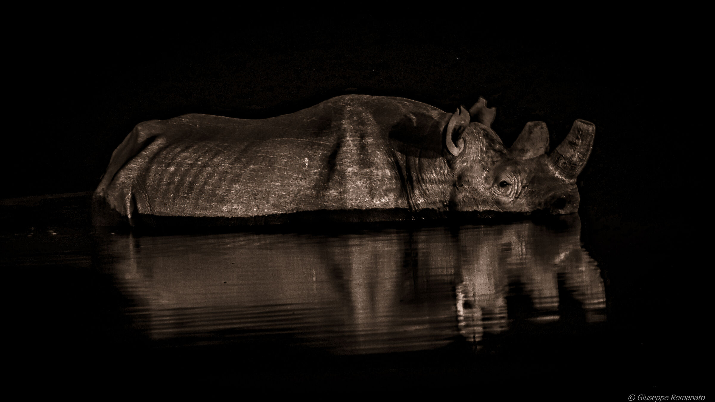 Rinocerente in notturna