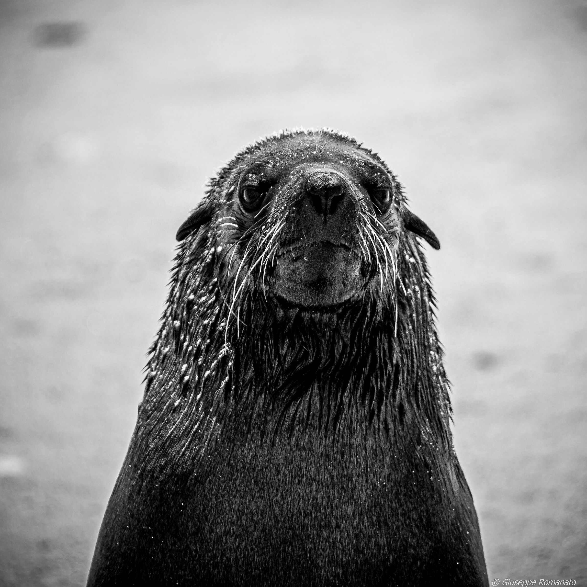 Foca a Cape Cross. Sguardo severo, ma giusto.