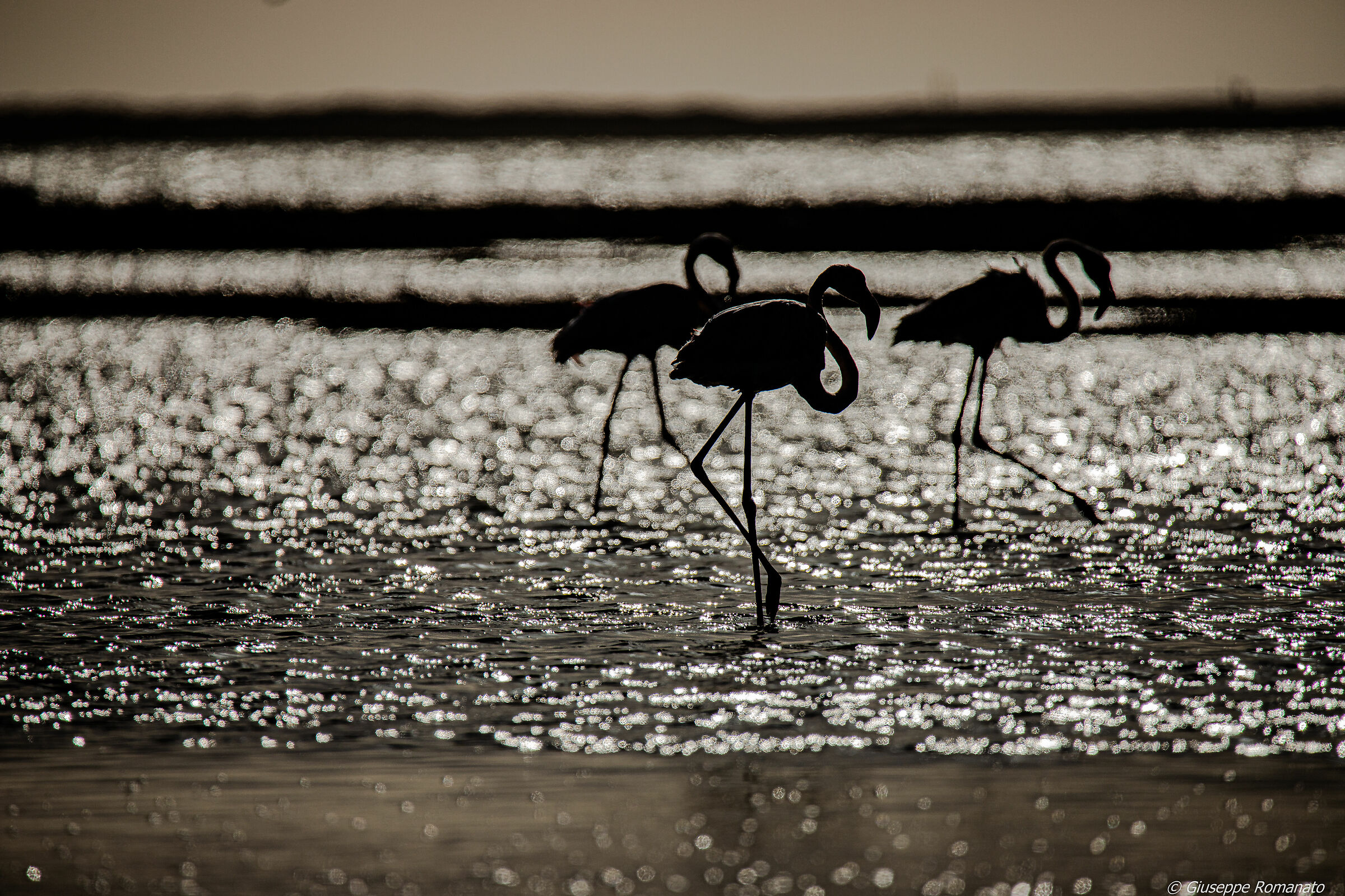 Flamingo al passeggio,  controluce e al tramonto.