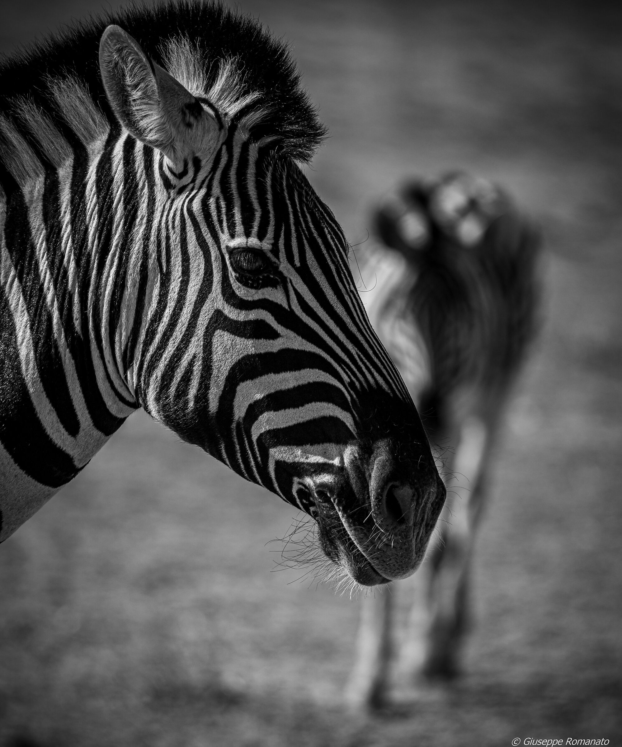Zebra, in bianco e nero
