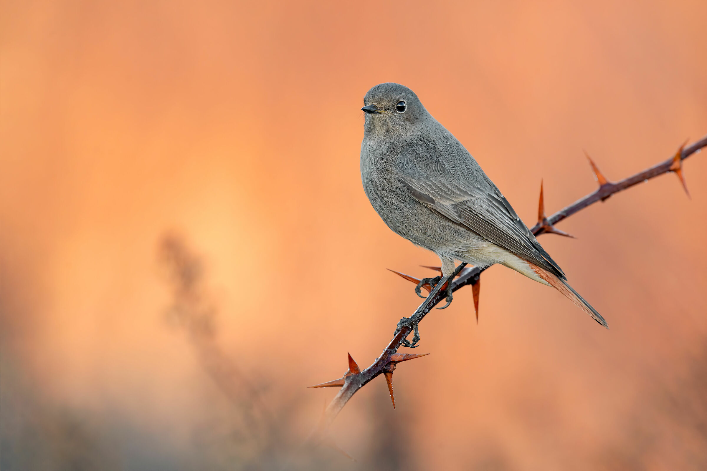 Test Sony a7riv + Sony FE 200-600mm